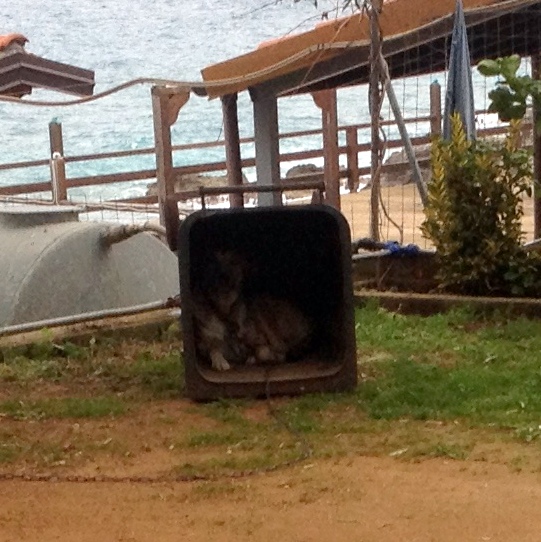 GARBAGE CAN DOG HOUSE