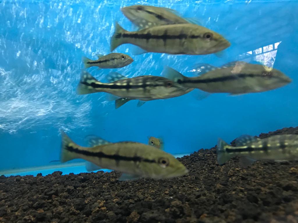 Jenis Jenis Ikan Peacock Bass Dan Harganya
