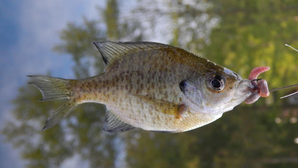 bluegill-on-the-fly
