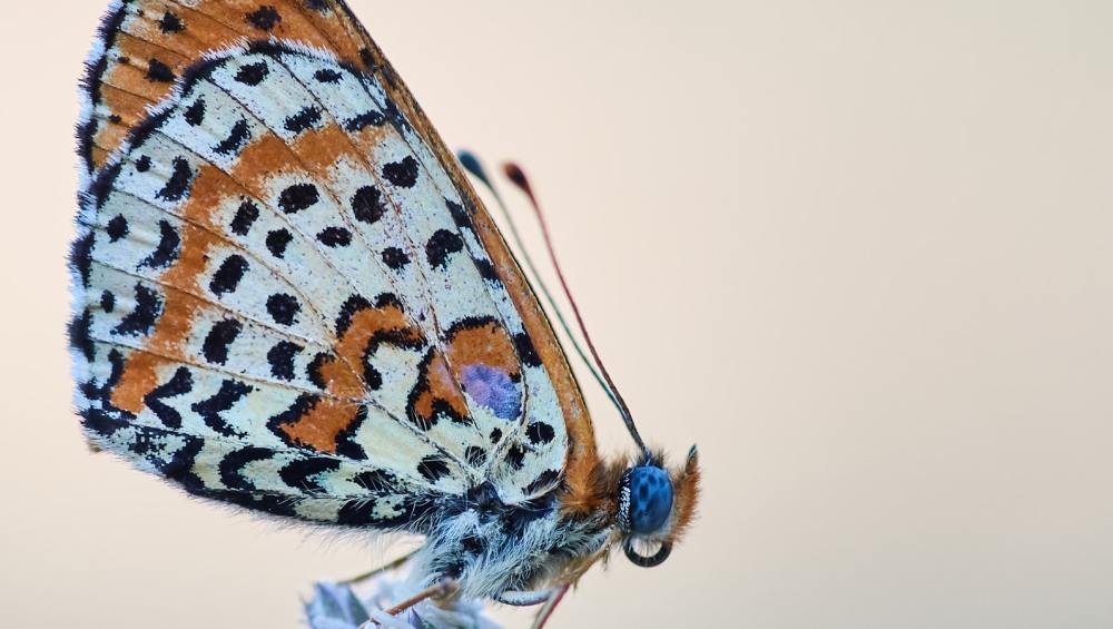 butterfly,-reinvented