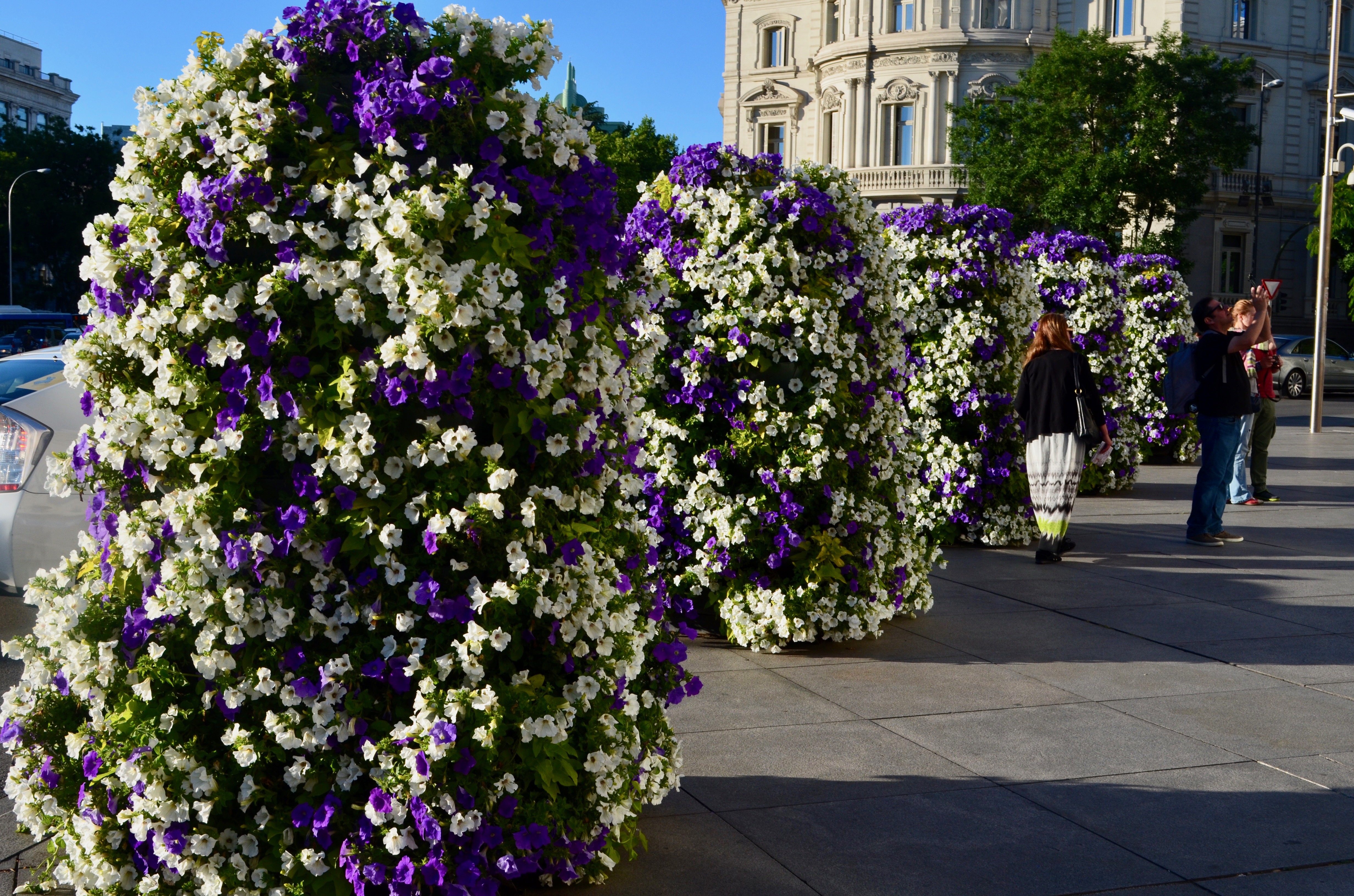 Pretty in the city of Madrid