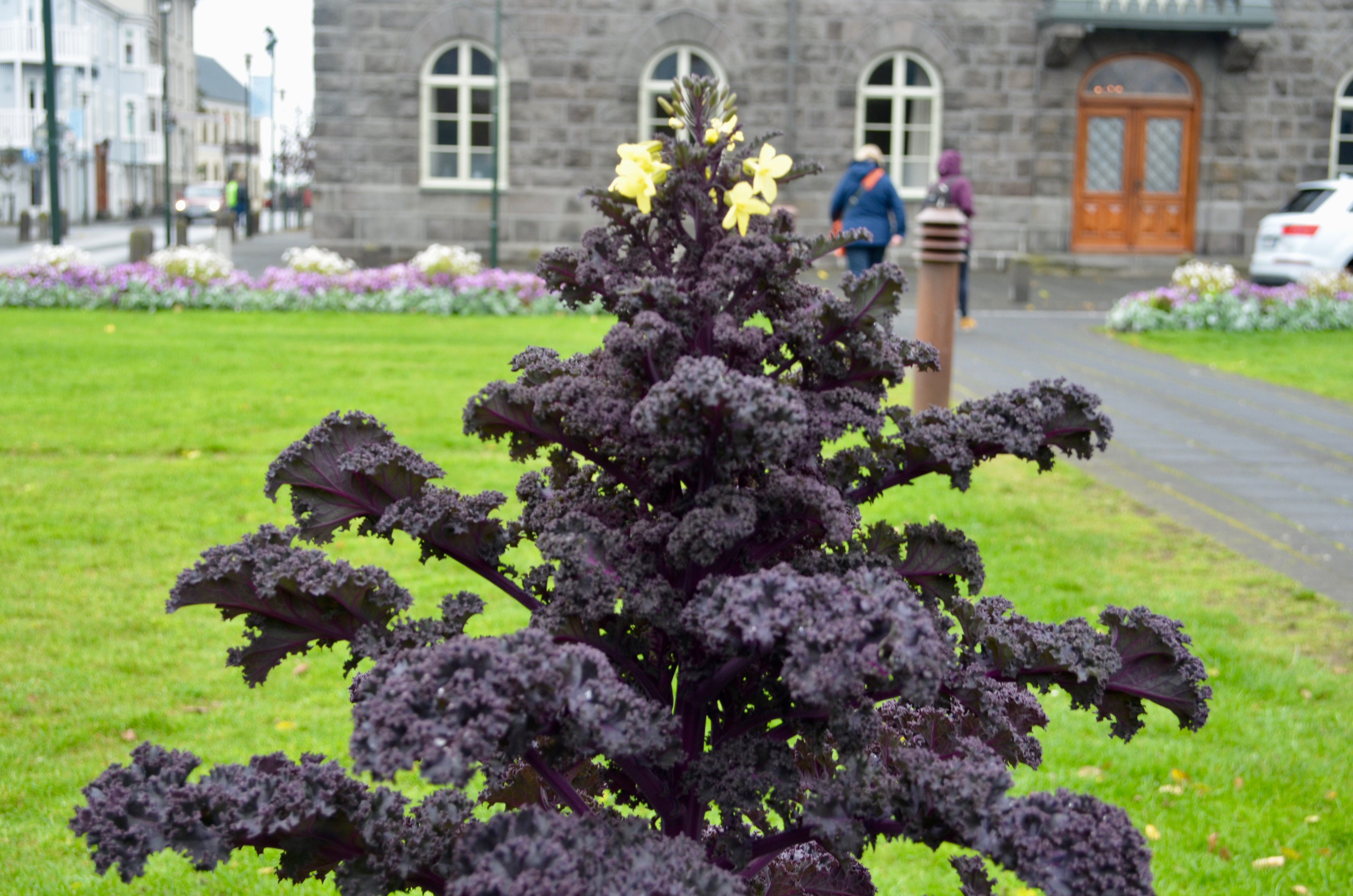 Purple kale as adornment