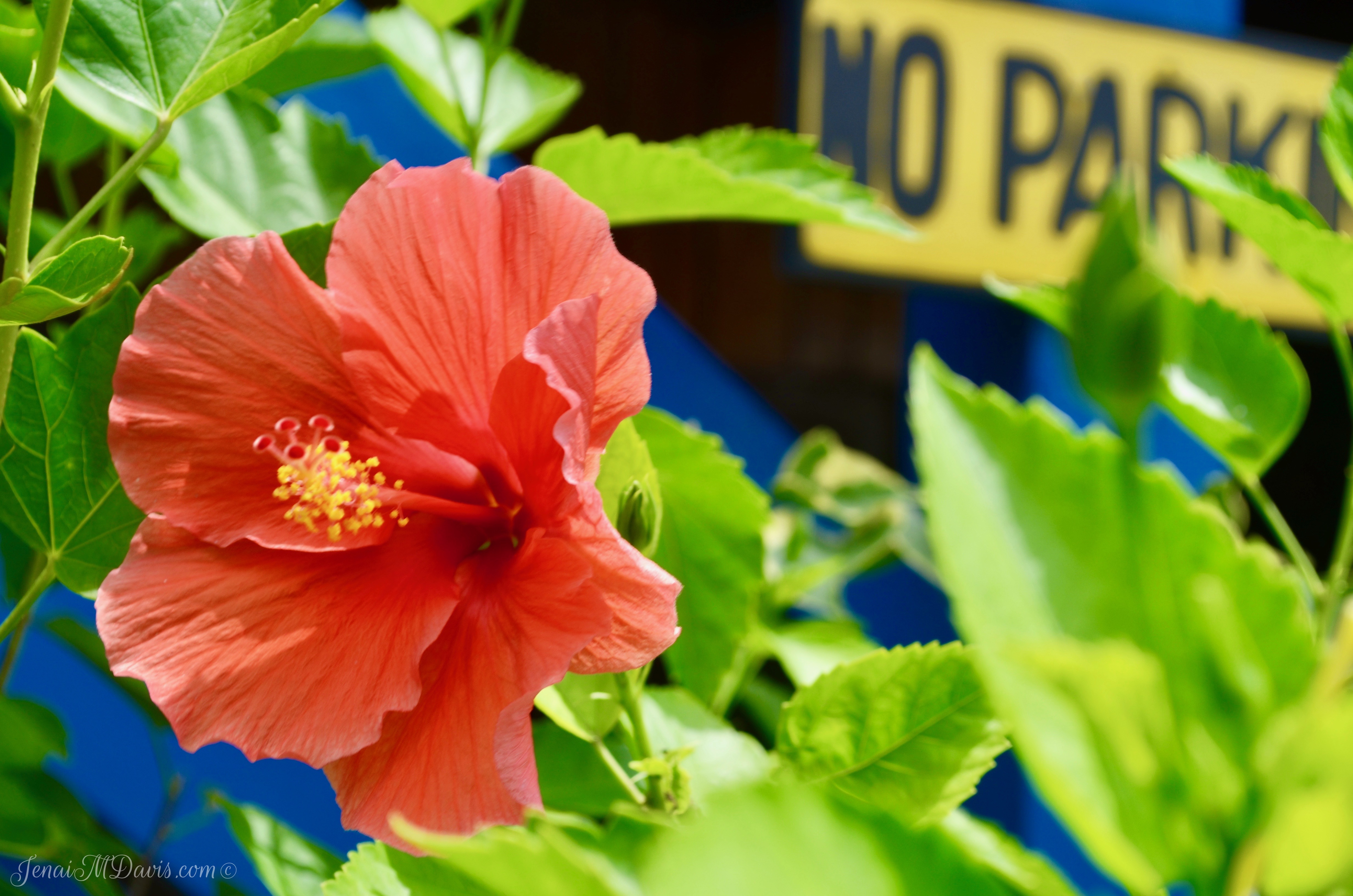 Stop and smell the flowers