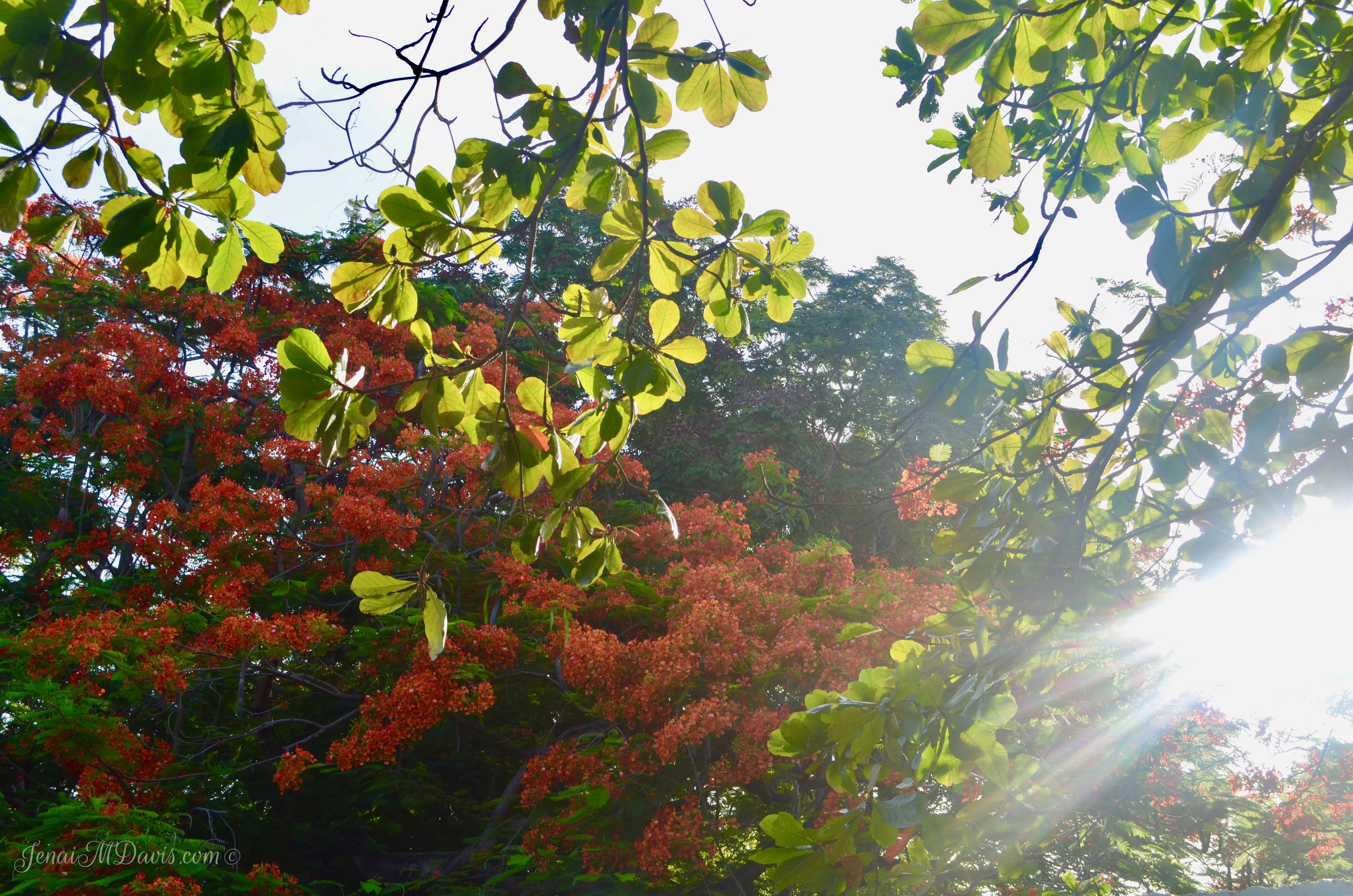 I loved these flowers everywhere