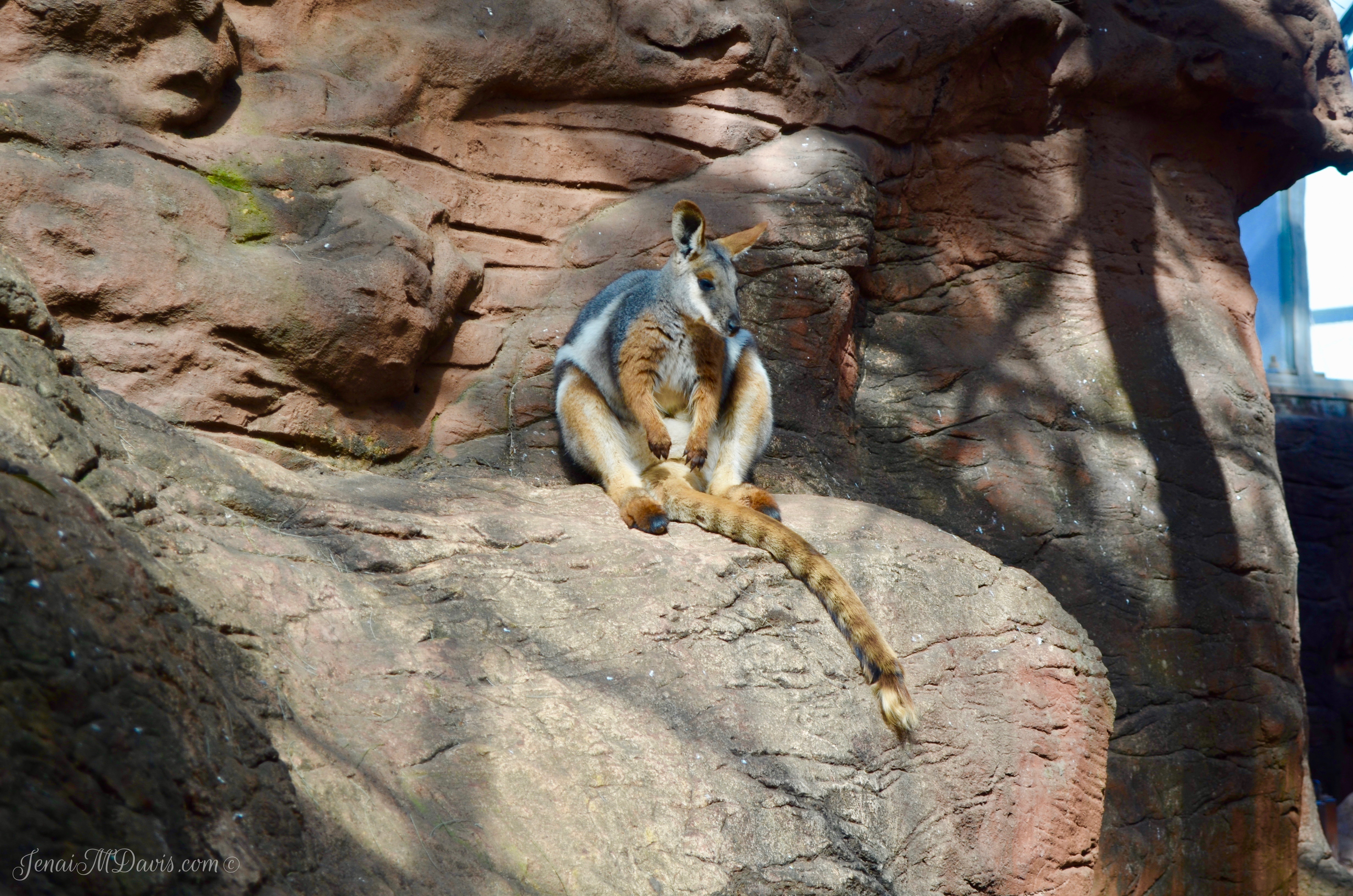 Wallaby- the kangaroo's baby cousin