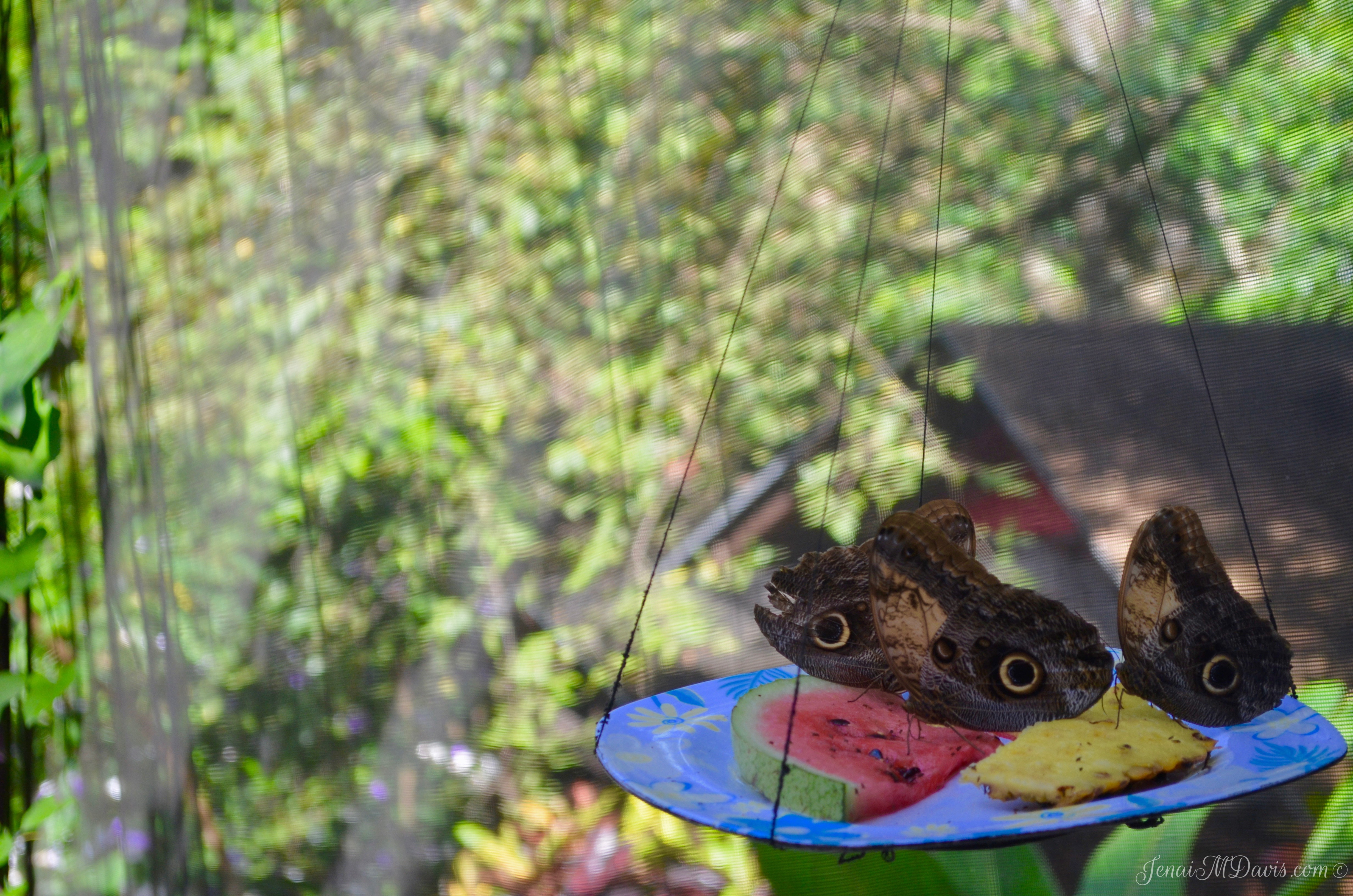 Butterfly farm at Mayan Hills Resort
