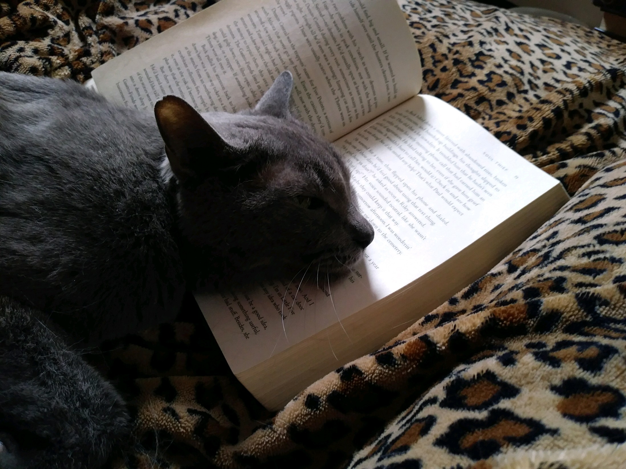 my cat helping me read. I miss her. www.jendionne.com
