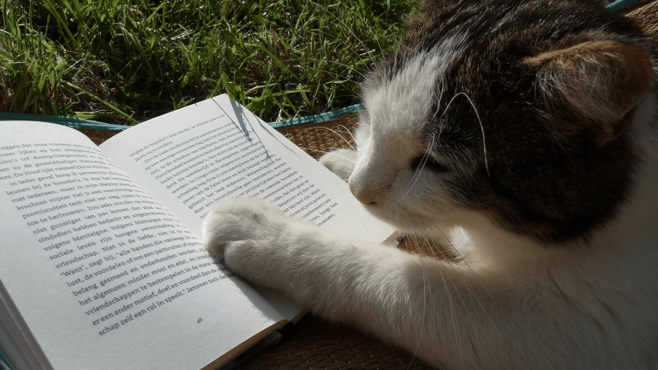 cat with its paw on an open book