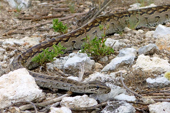 Rock python, Etosha National Park
