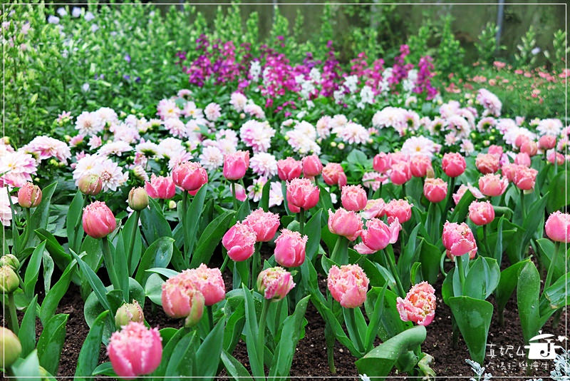 [南投旅遊] 台大梅峰農場，2016年春之饗宴，台灣海拔最高最美的花海紀實