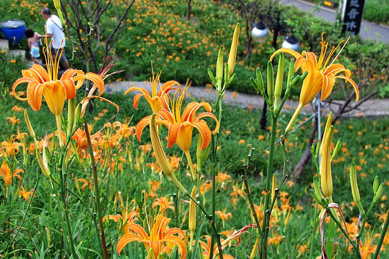 2016文山區老泉街金針花爆炸囉~花期預估到雙十節前後●台北也有黃澄美麗的金針花海●木柵慈音休閒農莊賞花/聽風/喝咖啡逍遙快意享生活(105/9更新)