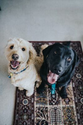 we don't deserve pets