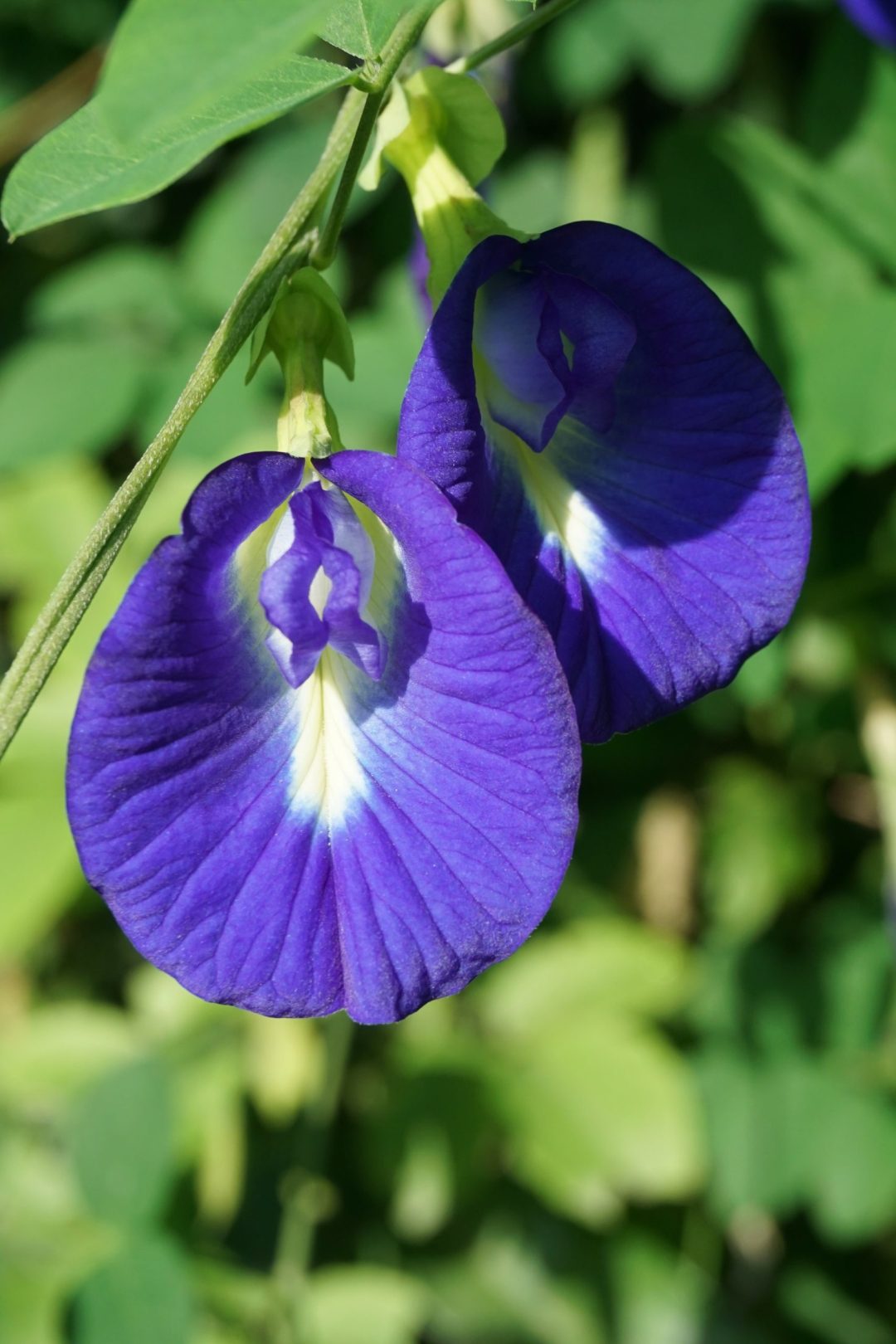 blue Clitoria ternatea flower in the garden