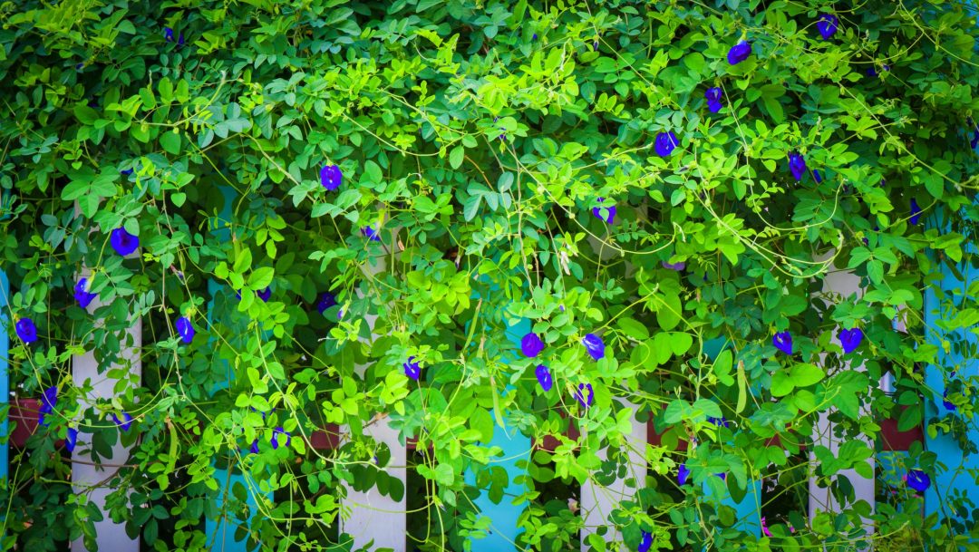 Clitoria ternatea