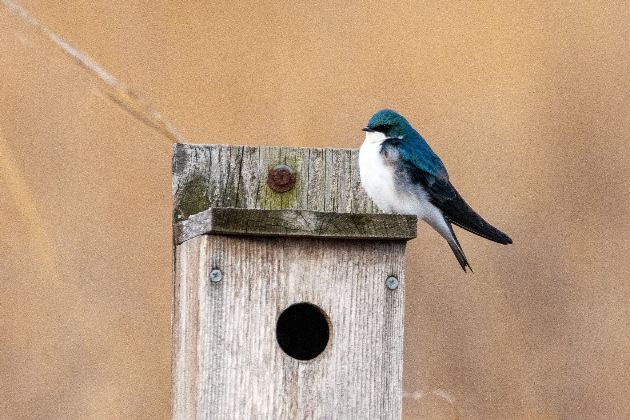Tree swallow perched atop bird box.