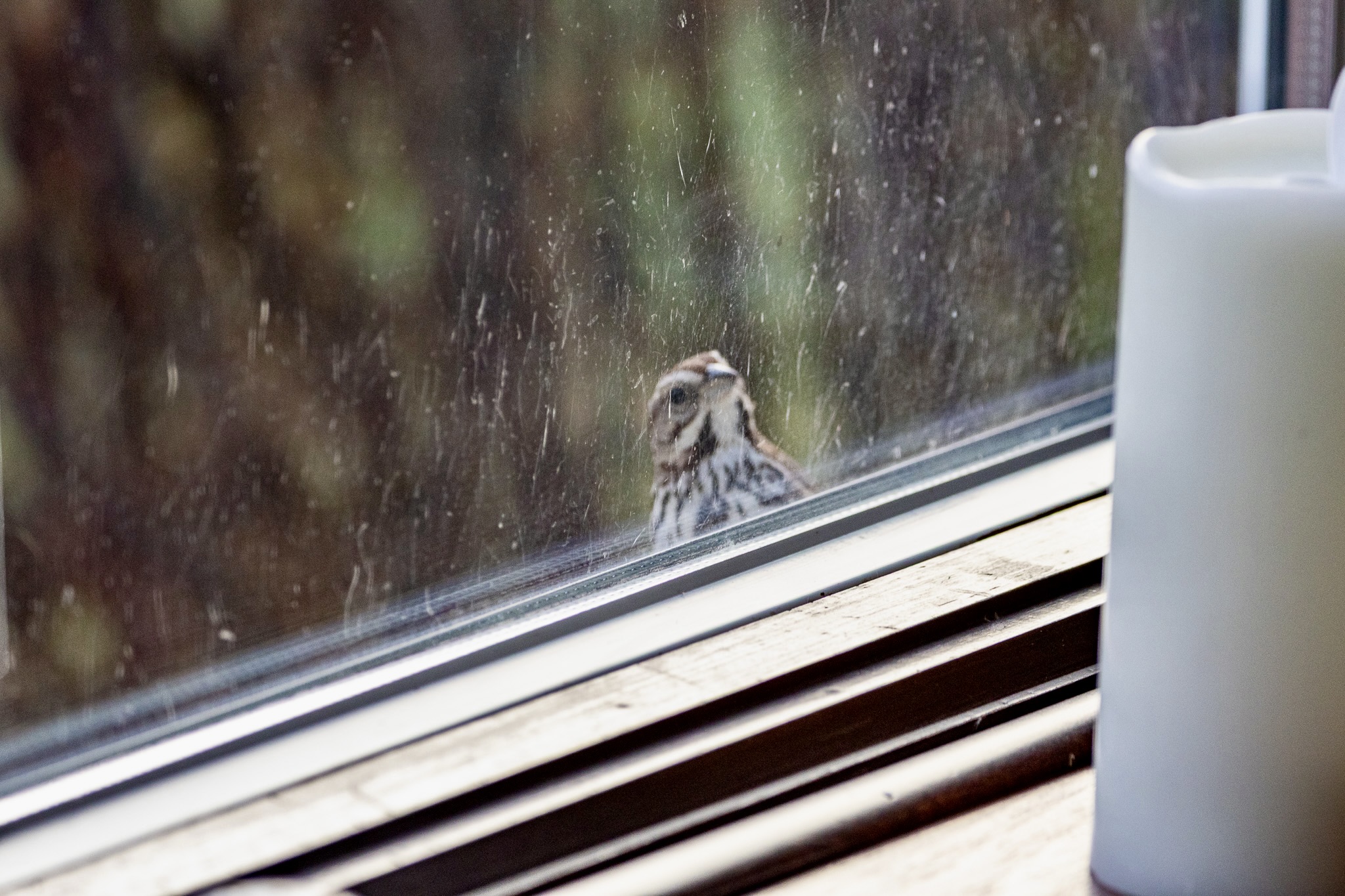 Song sparrow on ledge outside a window, with a white candle off to the side on ledge inside the window.