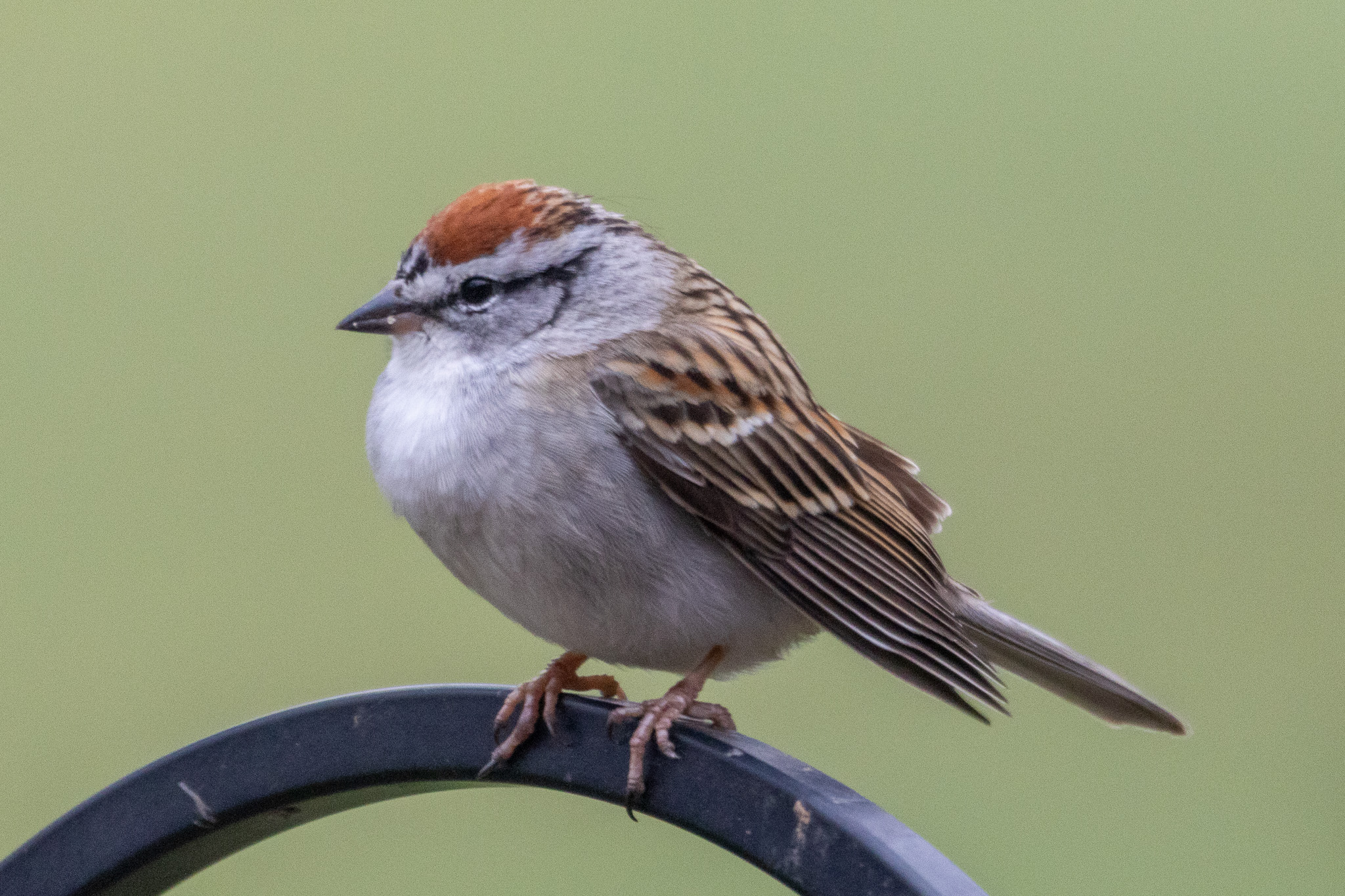 Chipping sparrow perched on an iron rail.