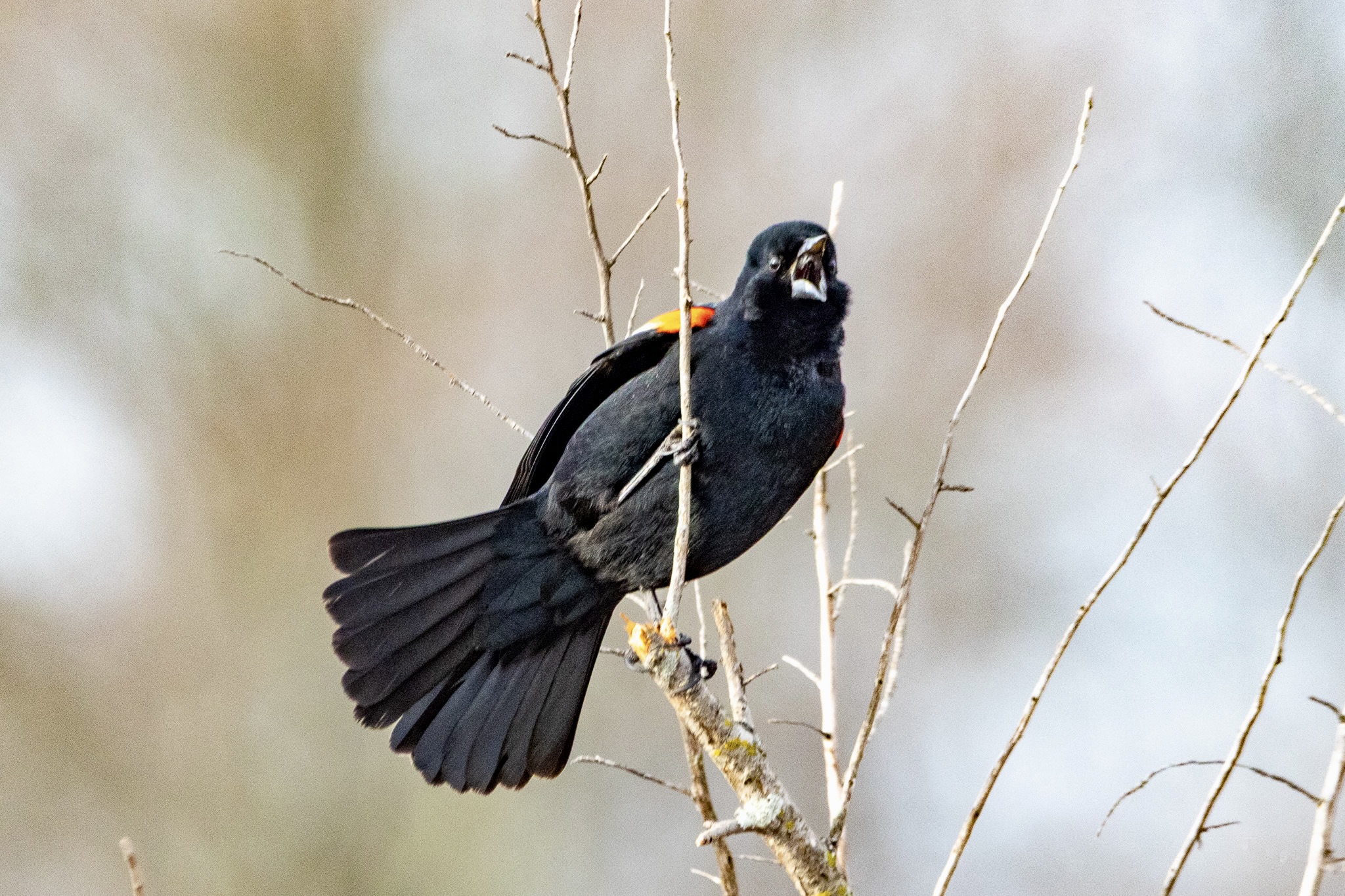 A red-winged blackbird squawks while sitting on a tree branch.