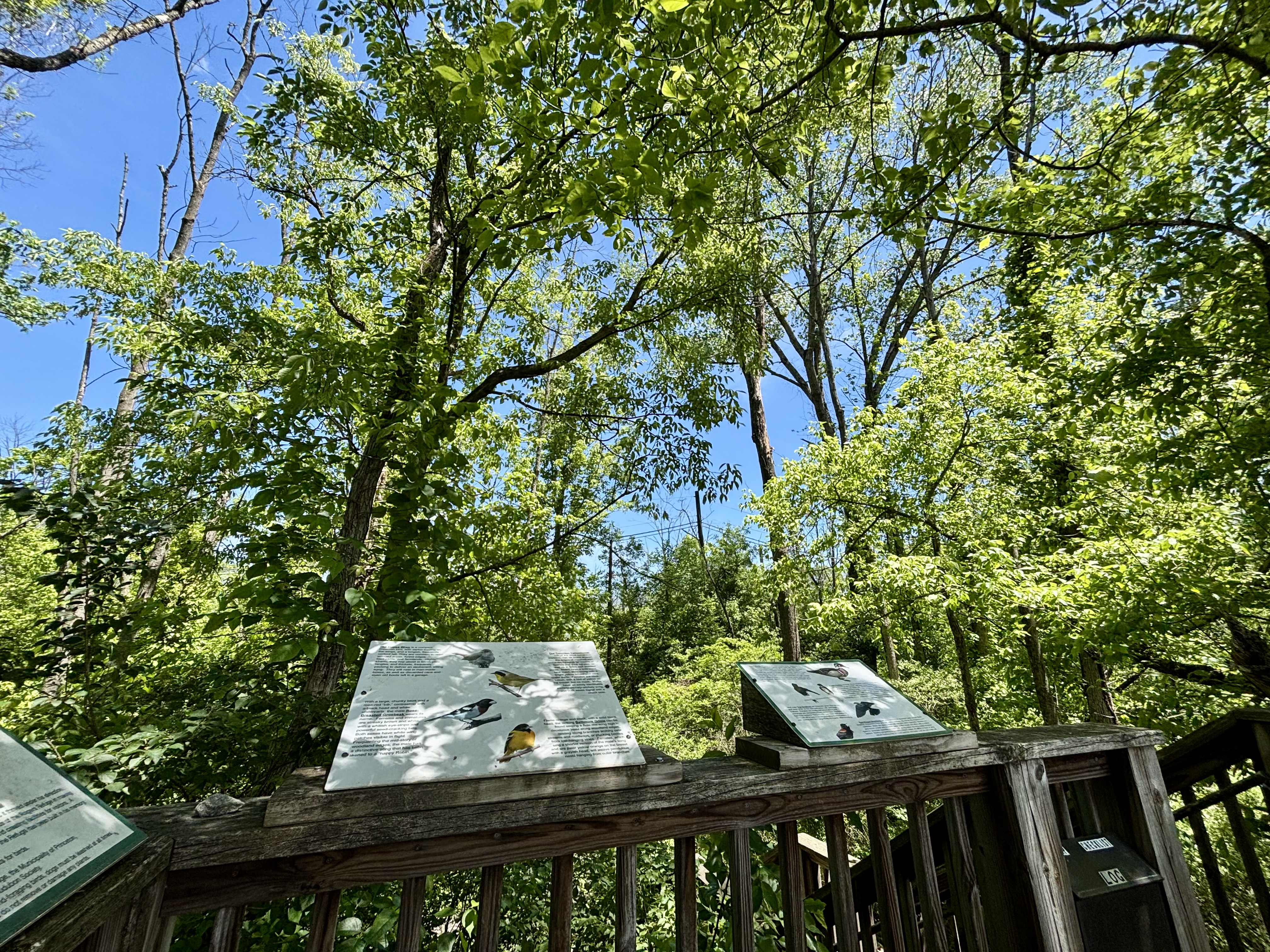 View over a wooden fence into a big stand of tall trees.