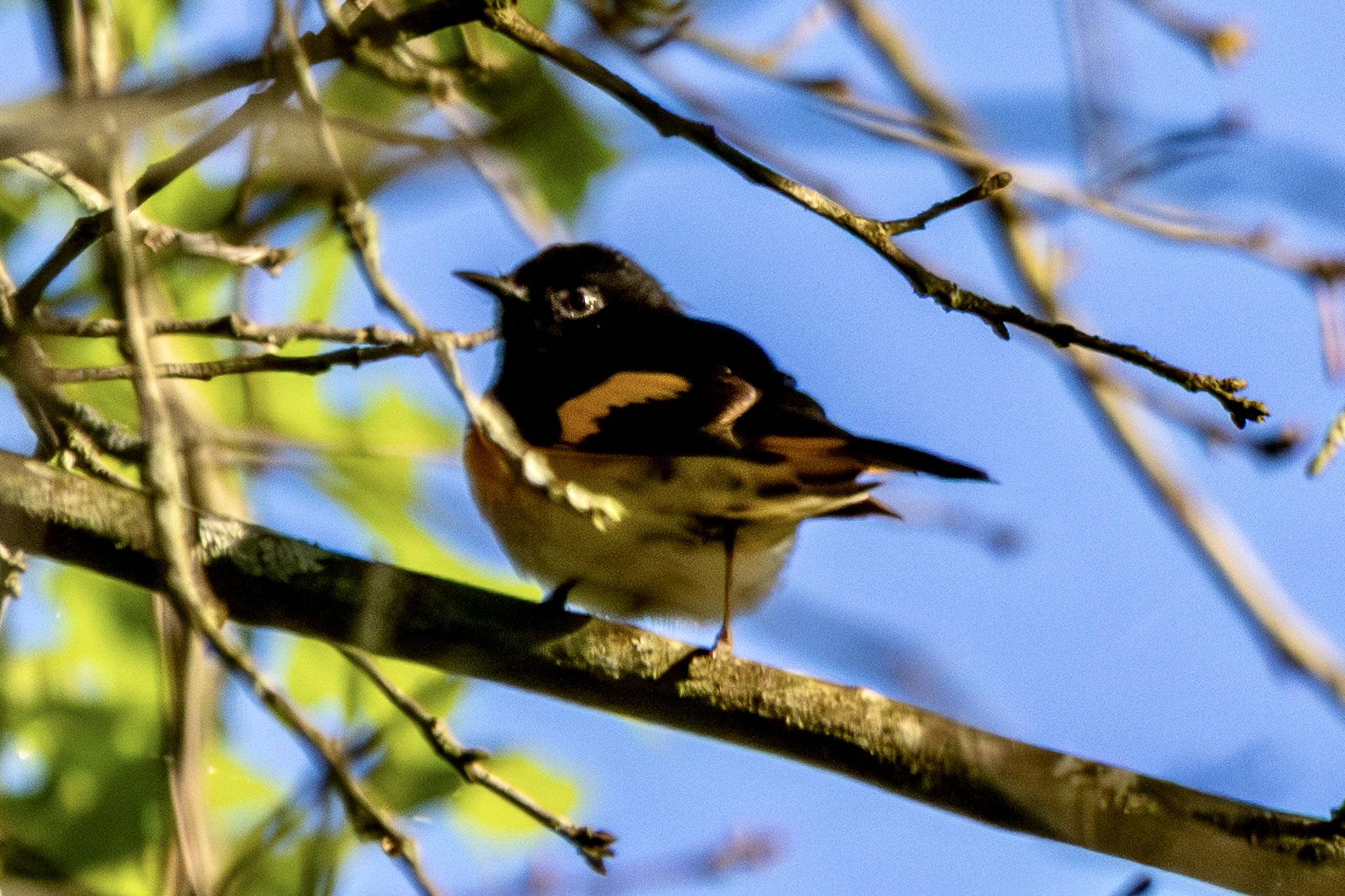 American redstart perched on a tree branch.