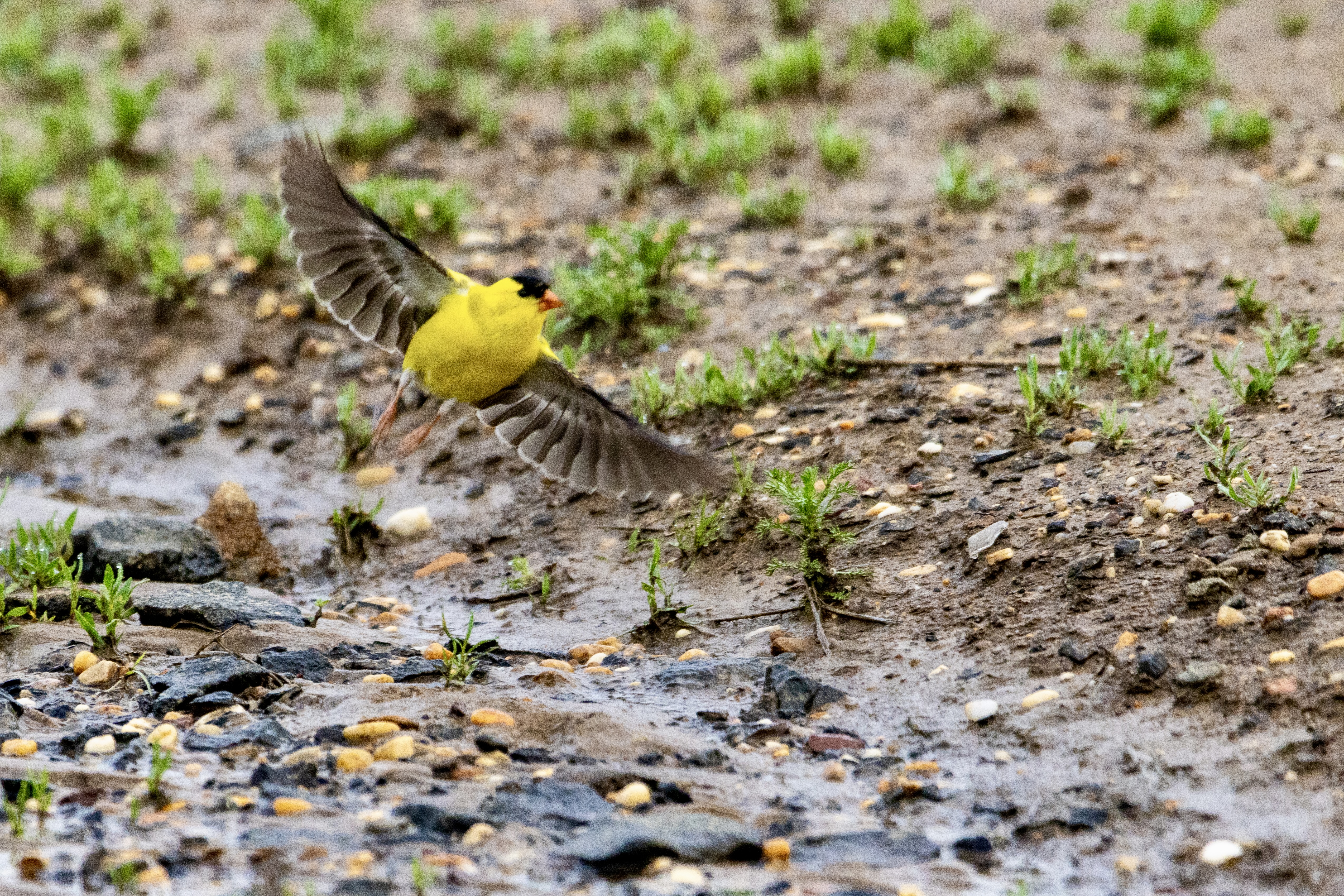 American goldfinch stretches its wings as it flies off from a muddy trail.