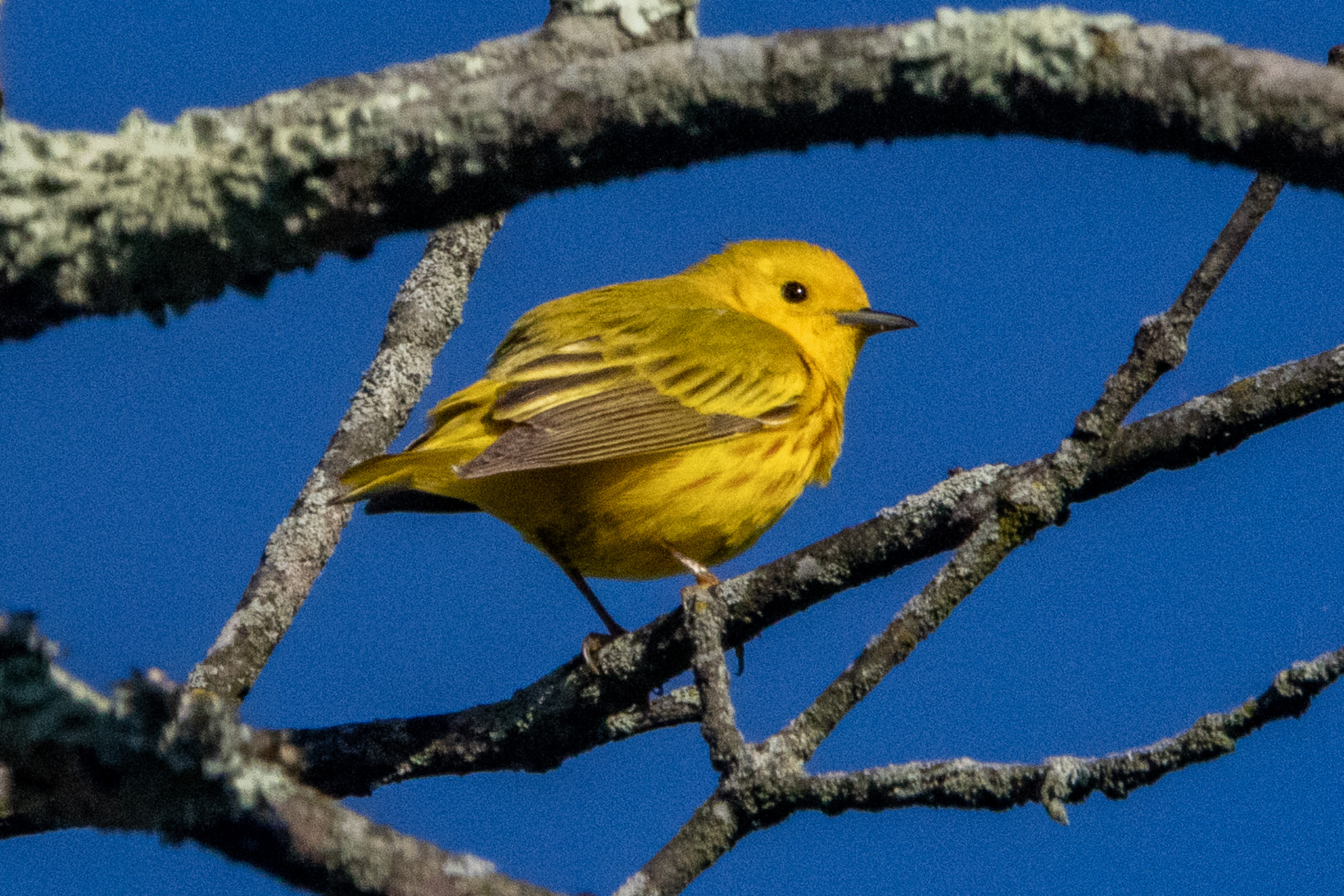 Yellow warbler perched amid tree branches.