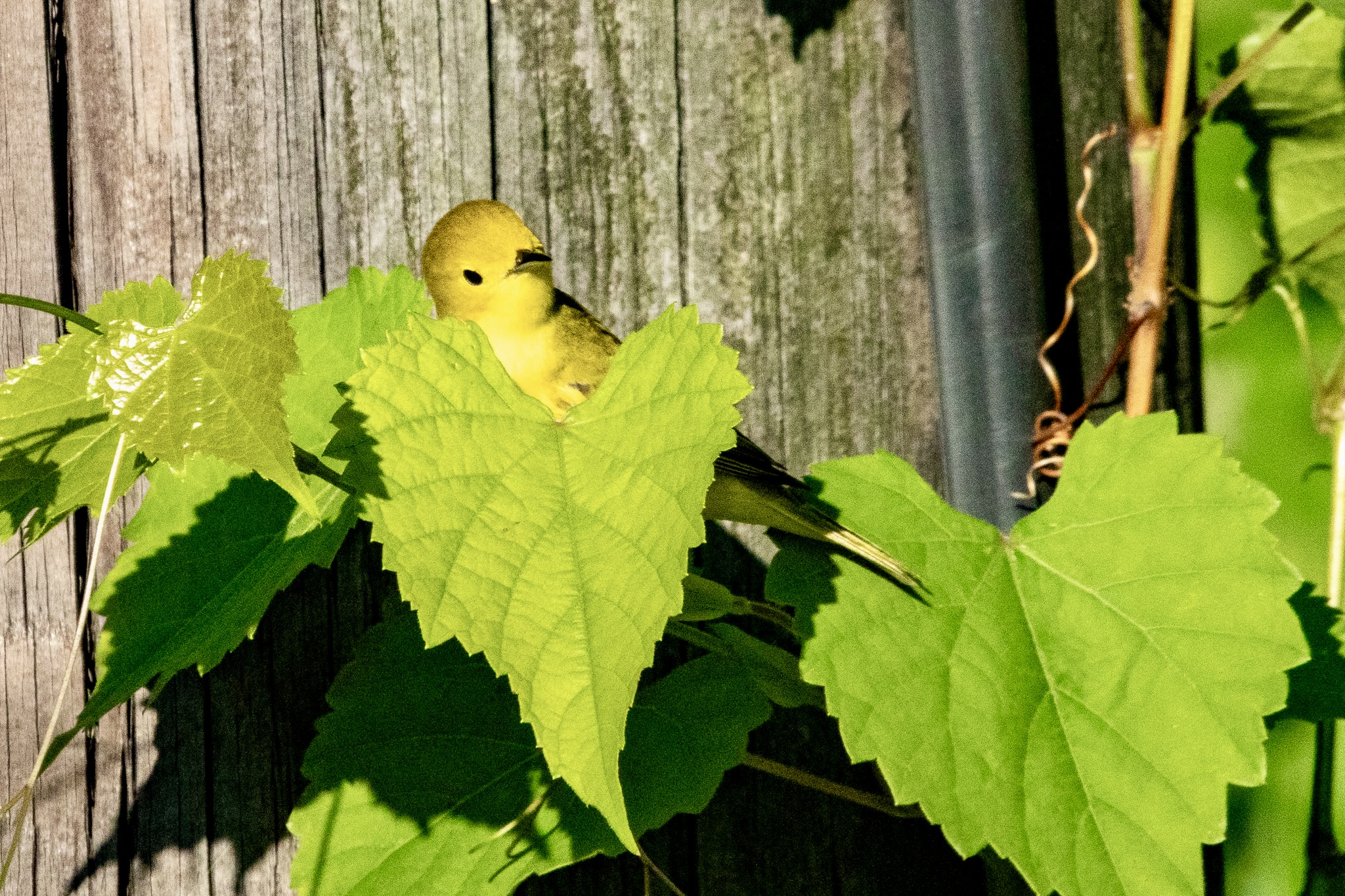 A yellow warbler peeks out from a heart-shaped green leaf.