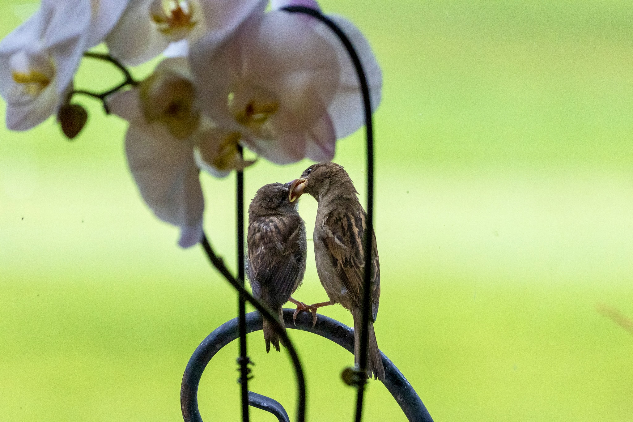 A mother sparrow feeds a young sparrow from her beak as both birds sit on a curved iron plant stand. They are seen through an orchid with white blossoms.