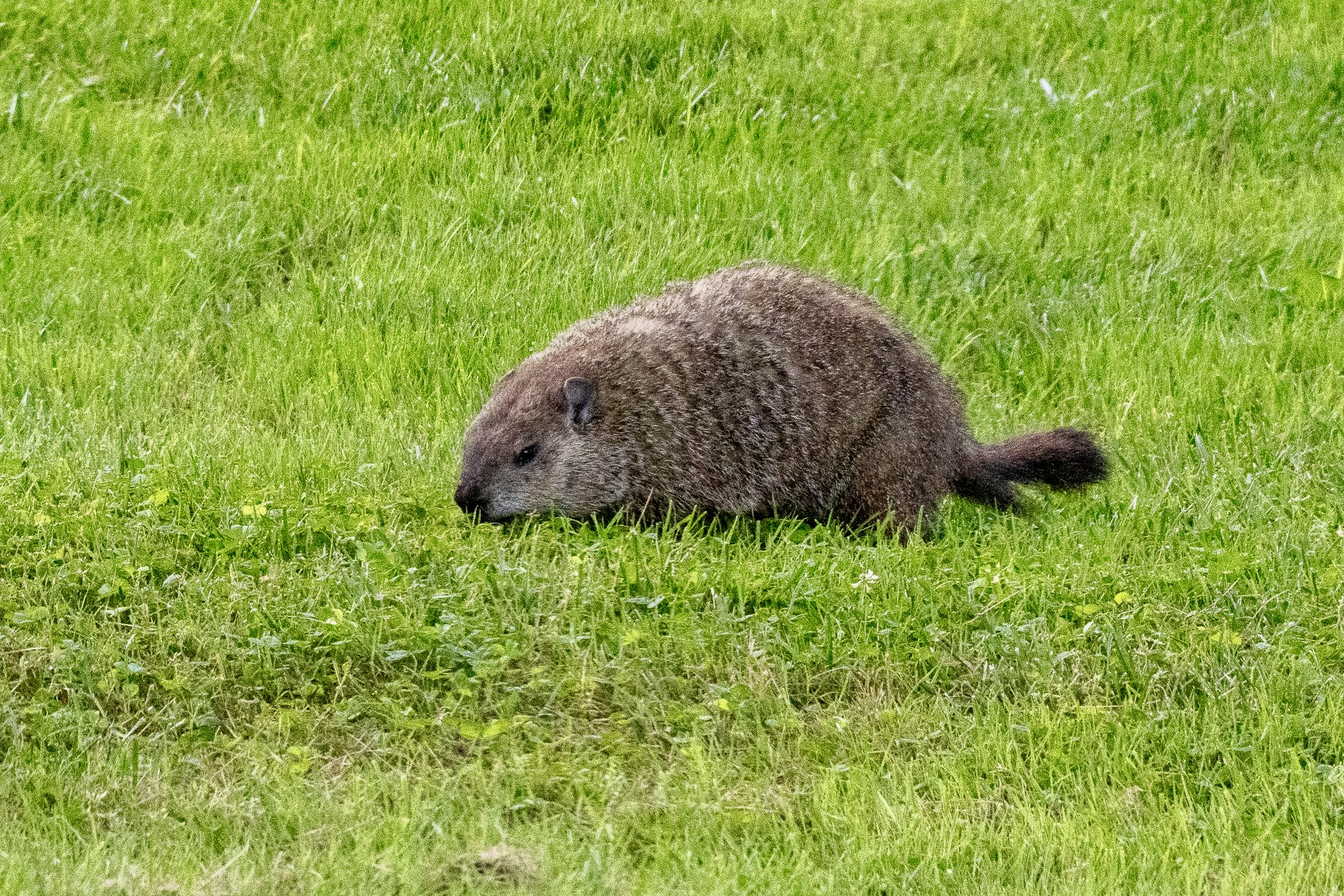 Groundhog scouring the grass for something to eat.