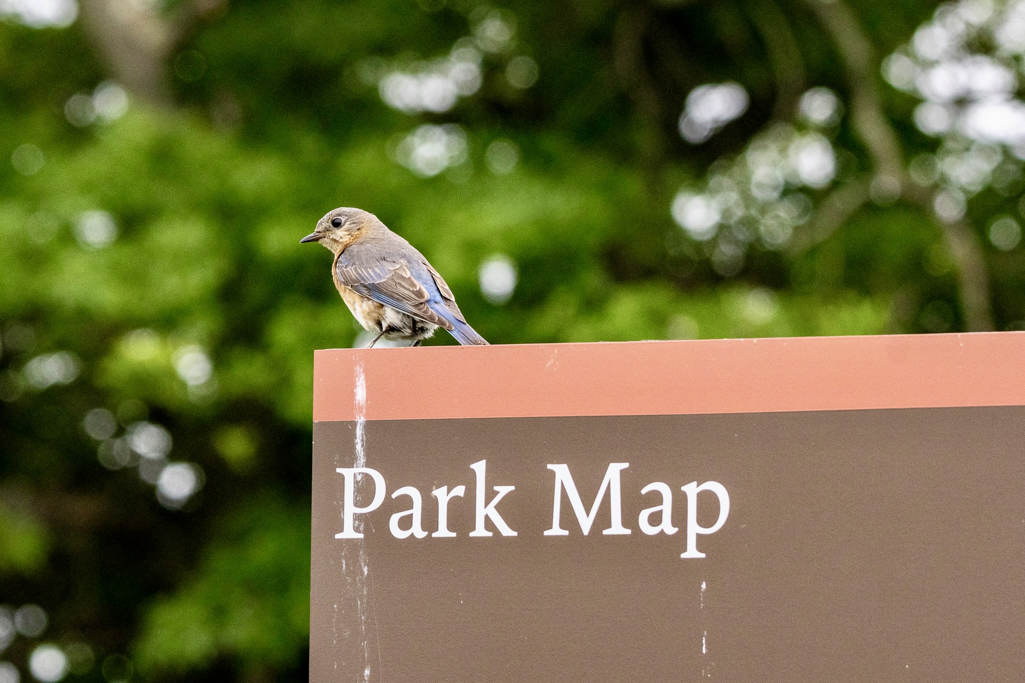 An Eastern bluebird perches on the left edge of a sign that reads "Park Map." Green tree leaves are in the background.