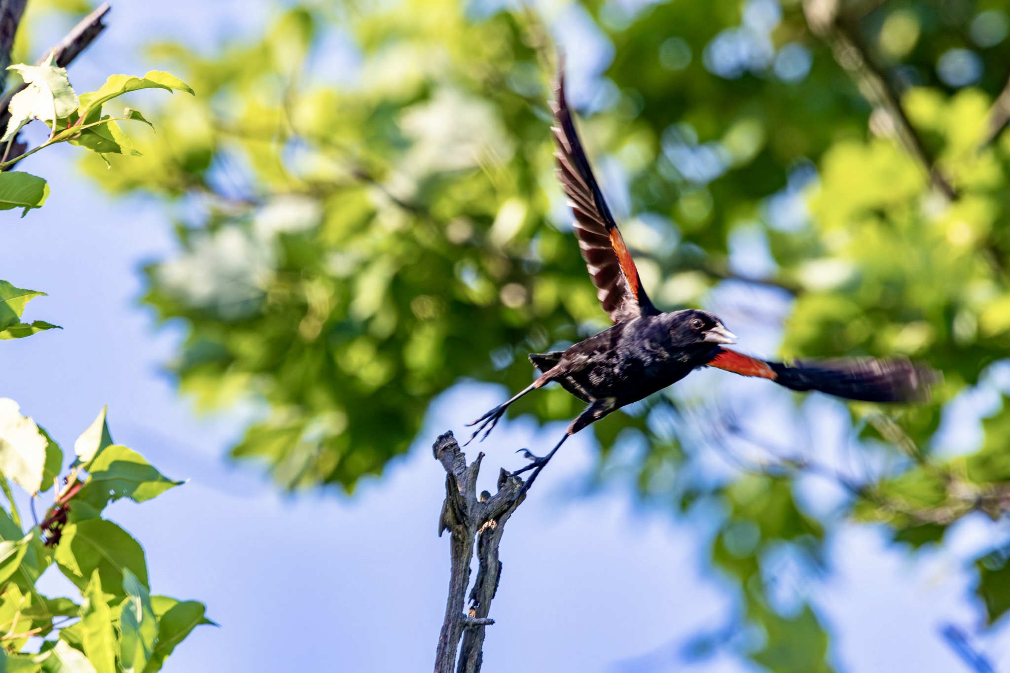 Male red-winged blackbird, wings outstretched, takes off from a tree branch.