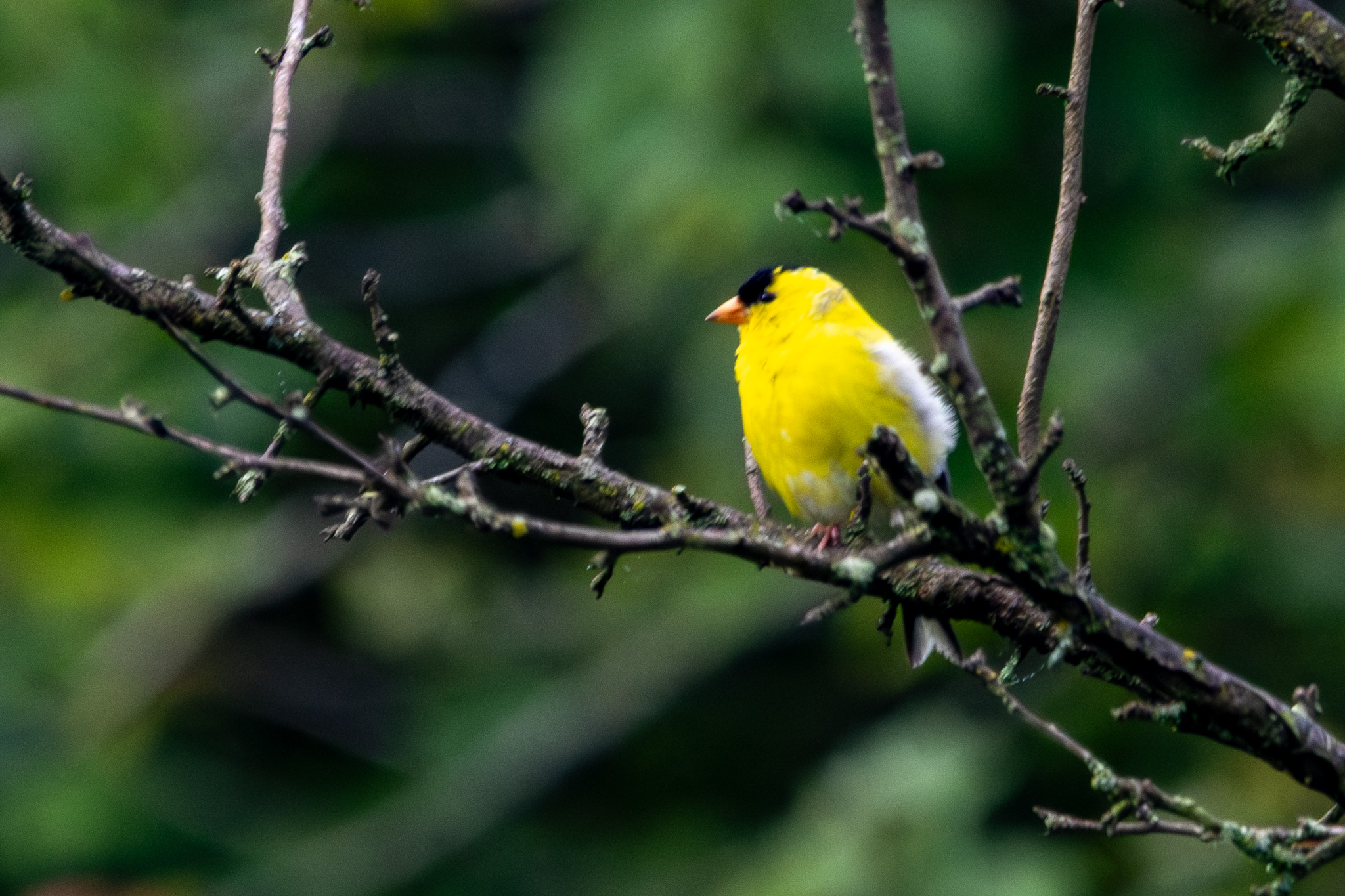 Male American goldfinch sitting on tree branch with dark green leaves behind him.