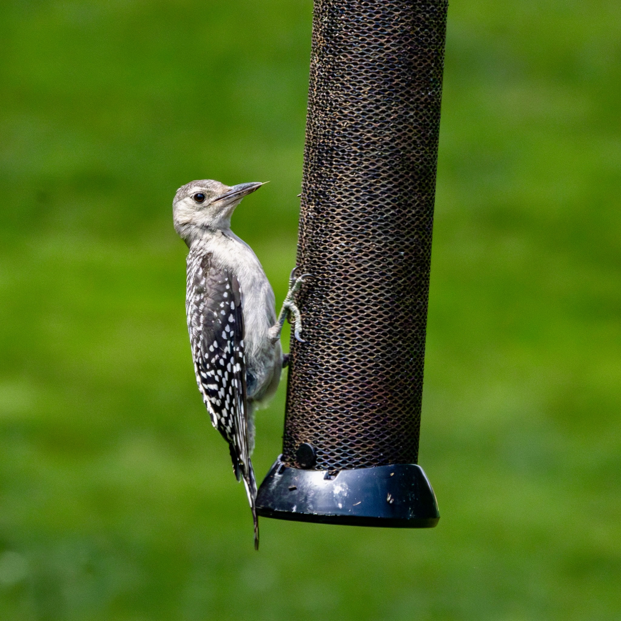 Pale-looking hairy woodpecker clinging to a feeder.