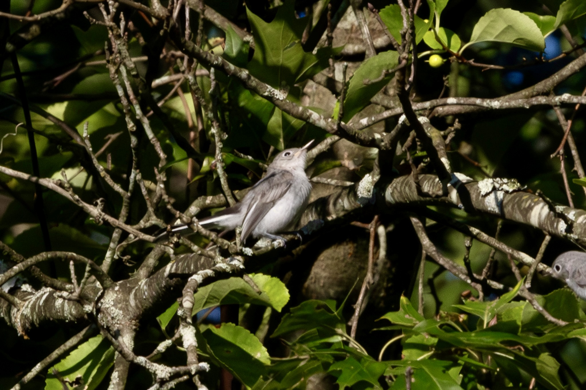 Blue-gray gnatcatcher, beak pointed upward, sits on a tree branch with leaves below and behind it.