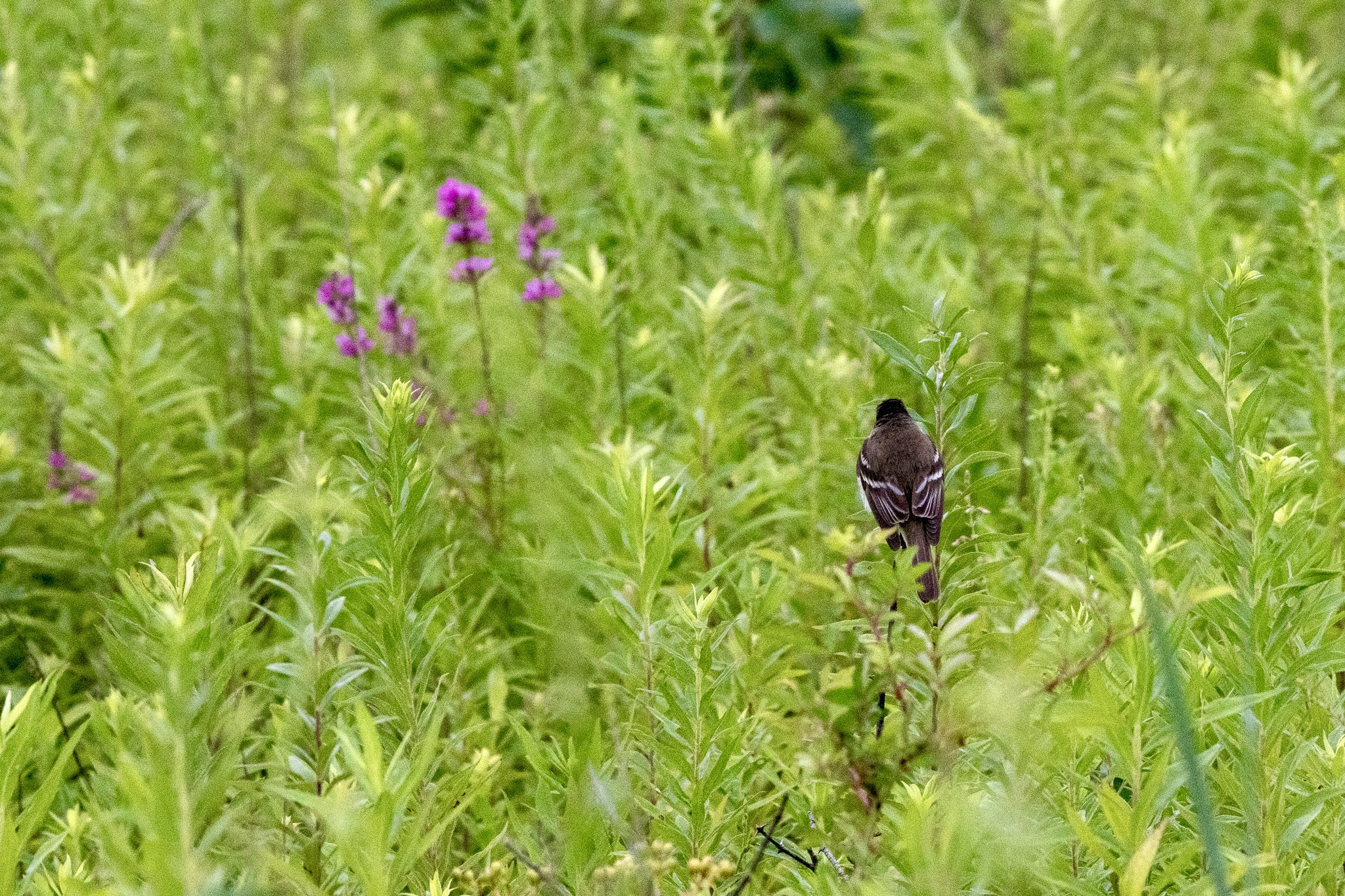 A willow flycatcher, facing away from the camera, perches on a stalk in a field of green grasses, with a few purple blossoms from a plant to its left.