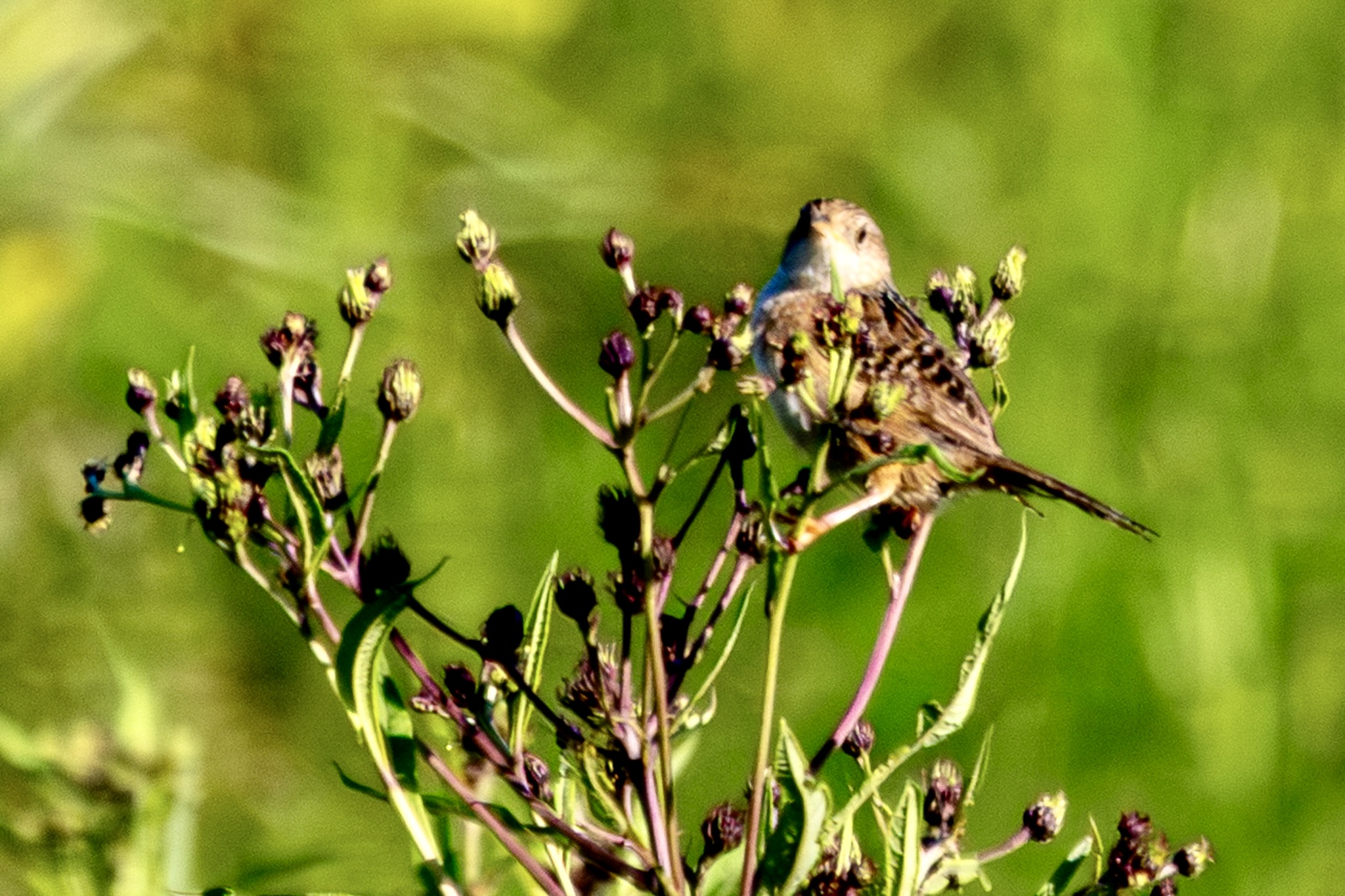 Sedge wren perched atop a plant, partially obscured by branches.