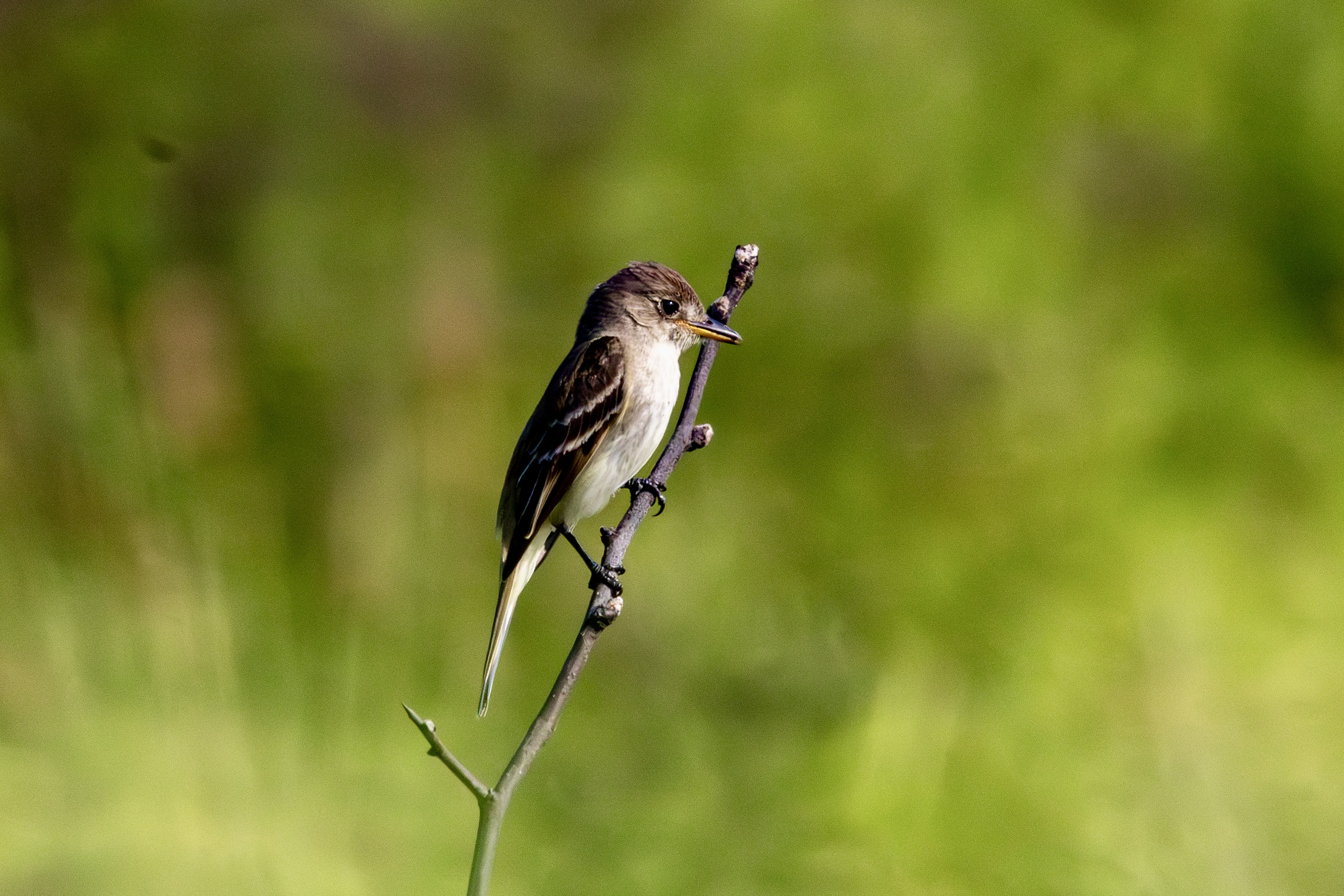 A willow flycatcher sits in profile on a slender branch with a lush green background.
