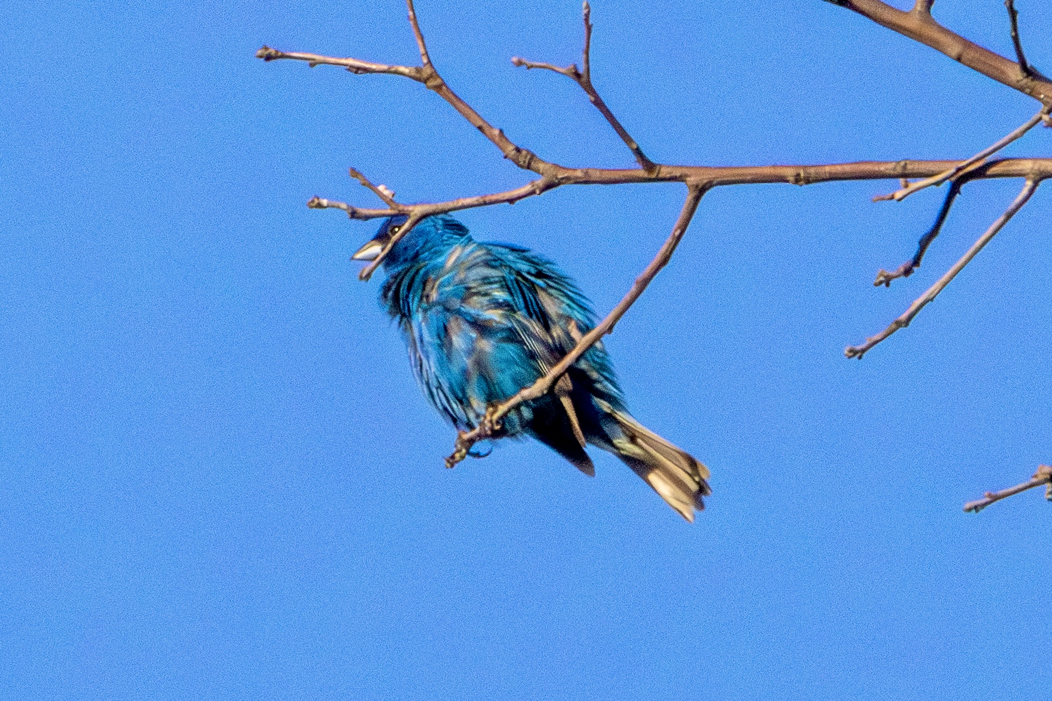 An indigo bunting, photographed from below, sits on a bare tree branch below a deep blue sky.