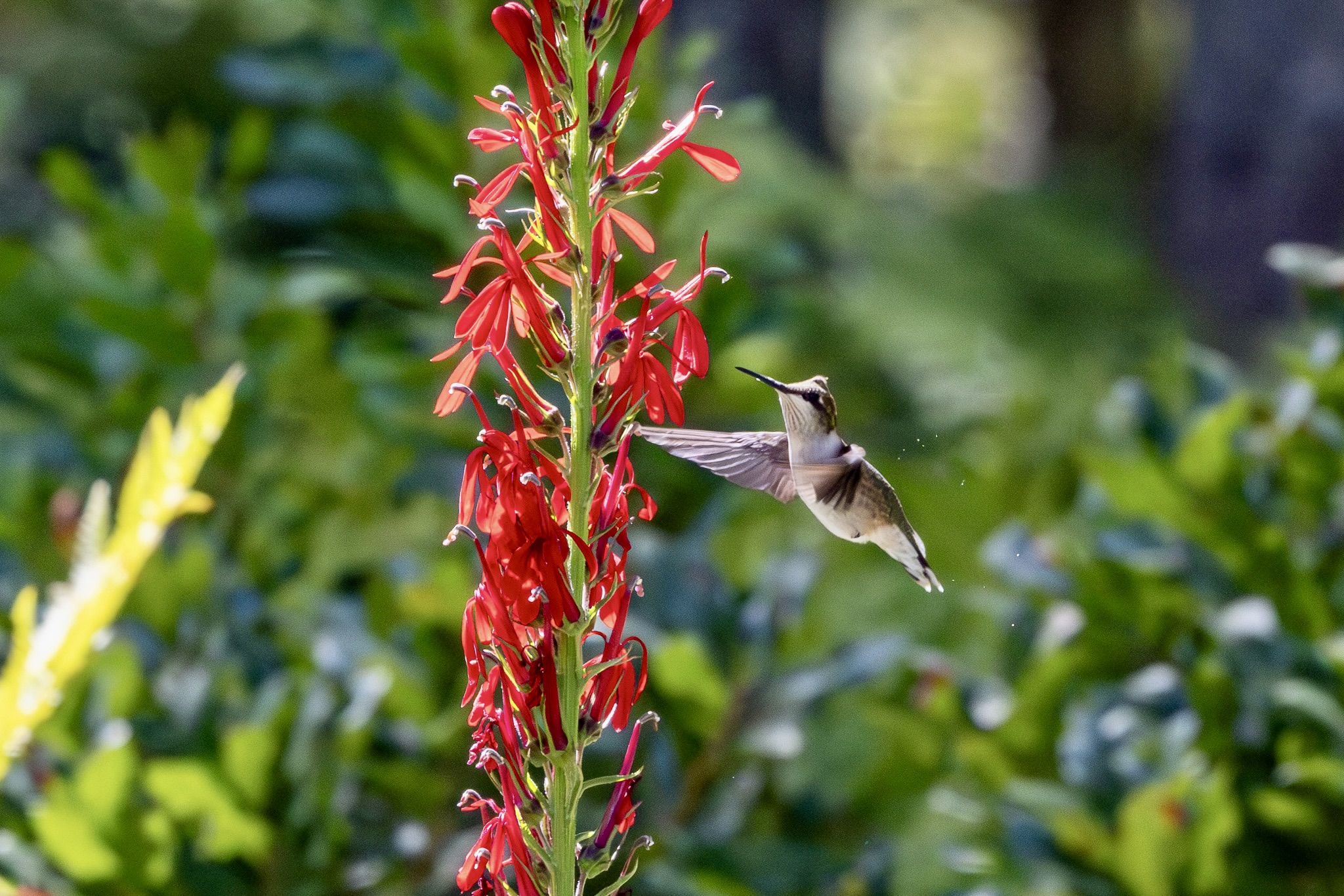 A ruby-throated hummingbird hovers just to the right of a tall stock of cardinal flower, with bright red blossoms.
