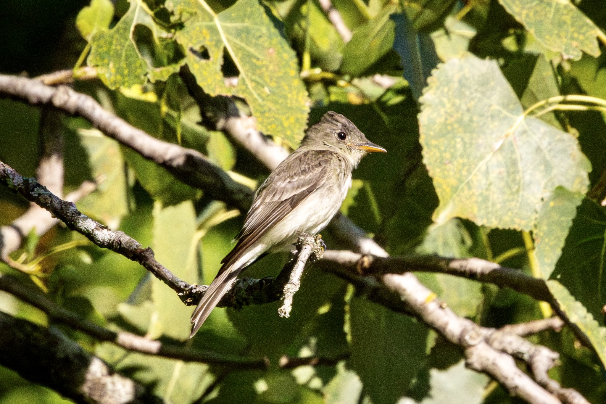 An Eastern wood pewee sits in profile on a tree branch, surrounded by green leaves.