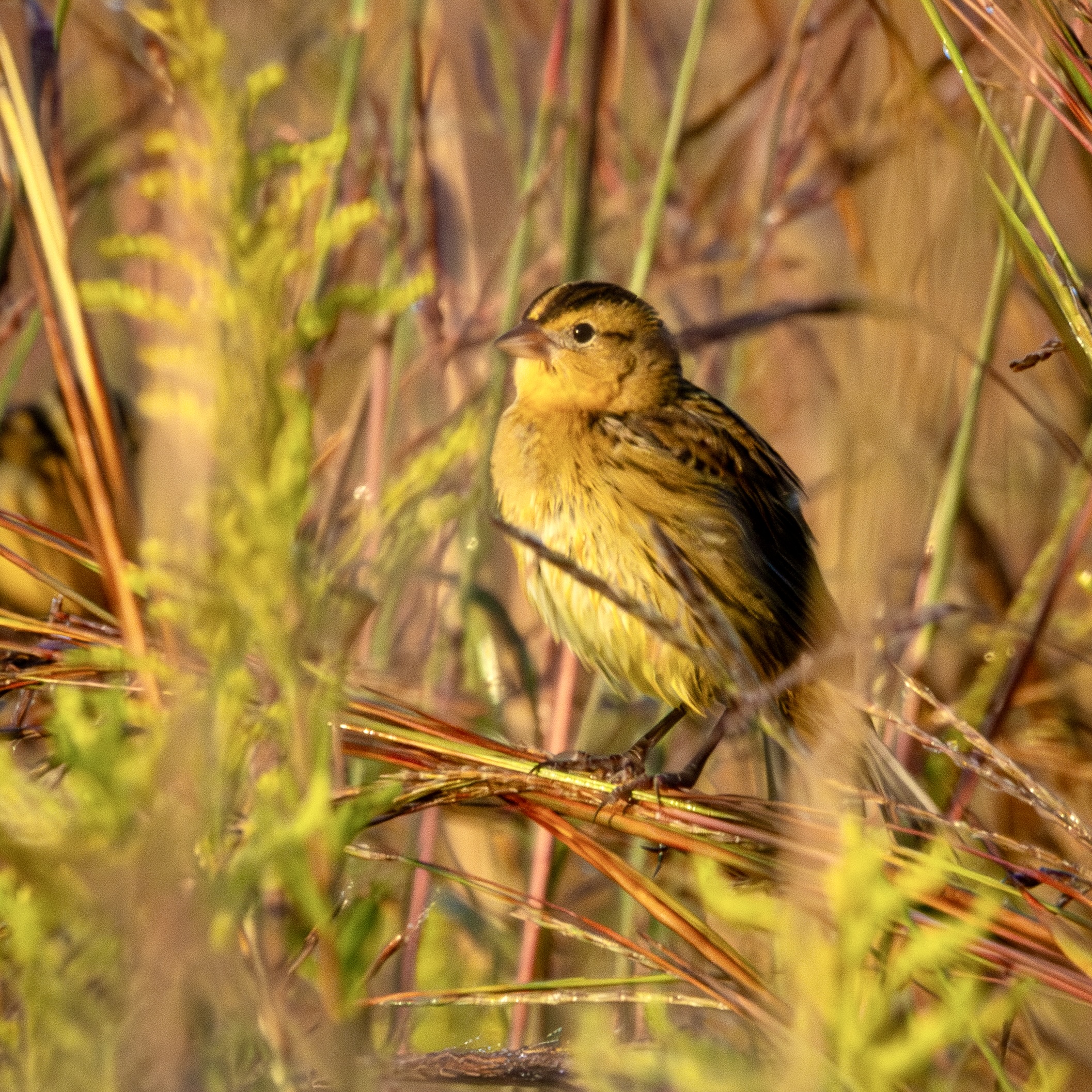 A bobolink clutches red and green grass stalks that bent under its weight.
