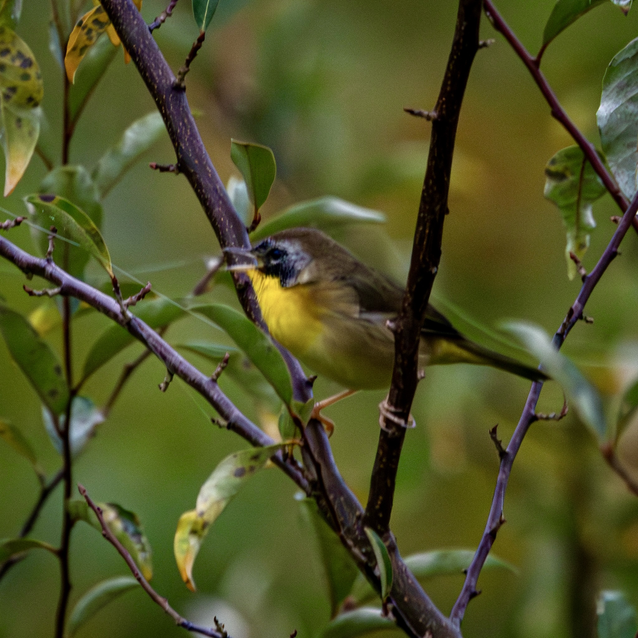 Male common yellowthroat straddles branches in the middle of a small tree, with green leaves in the background.