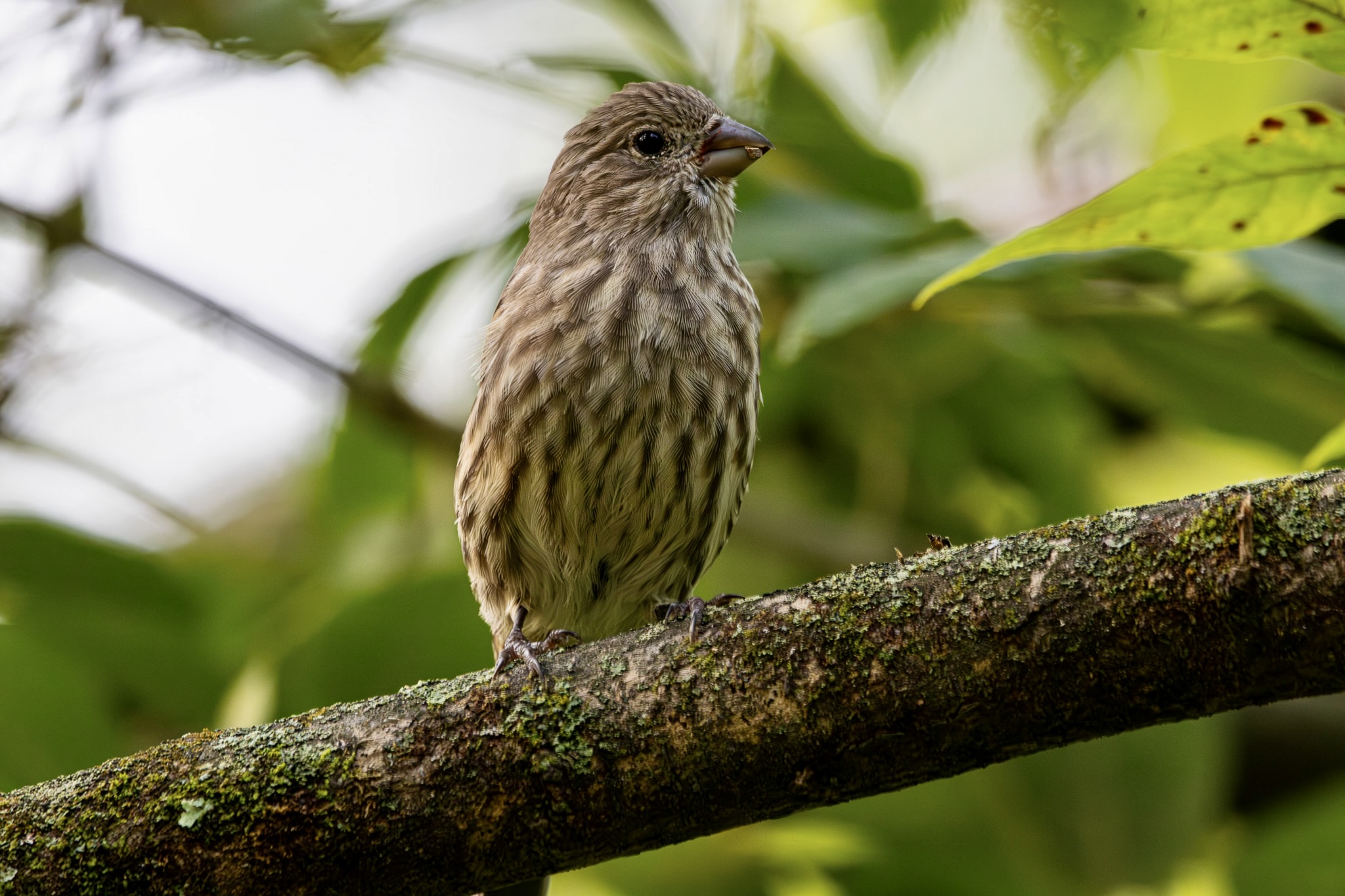 A female house finch perches on a tree branch.
