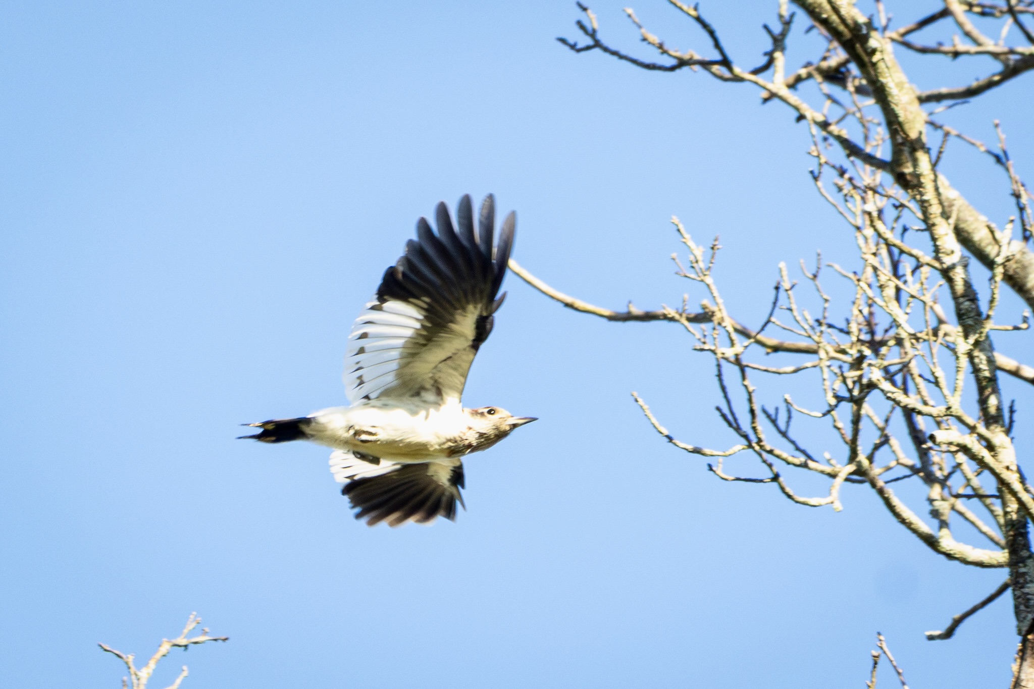 A juvenile red-headed woodpecker flies toward a tree.