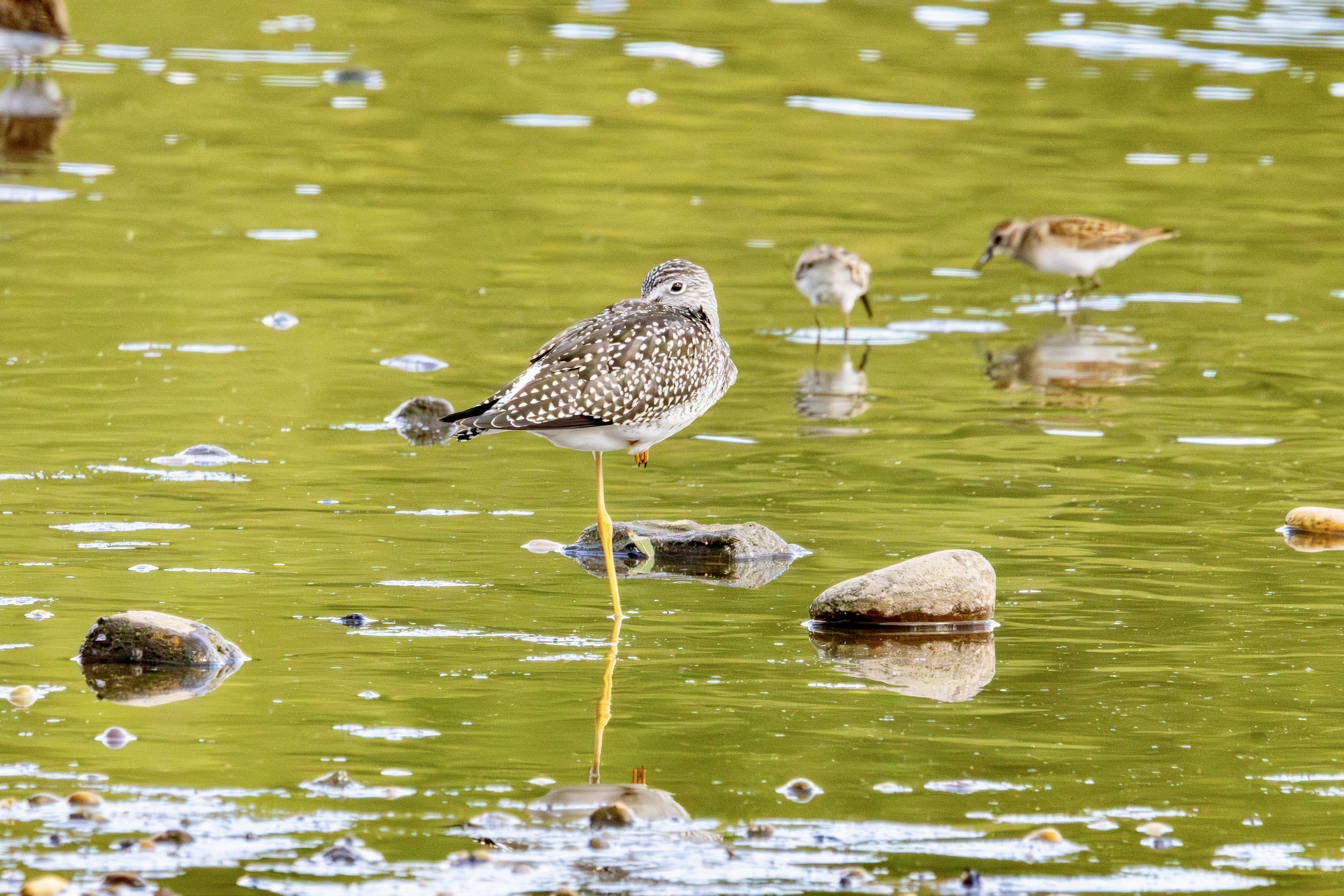 A greater yellowlegs stands in the shallow end of a lake on one leg, the other tucked under its body. The water is greenish. Two least sandpipers are in the background at right.