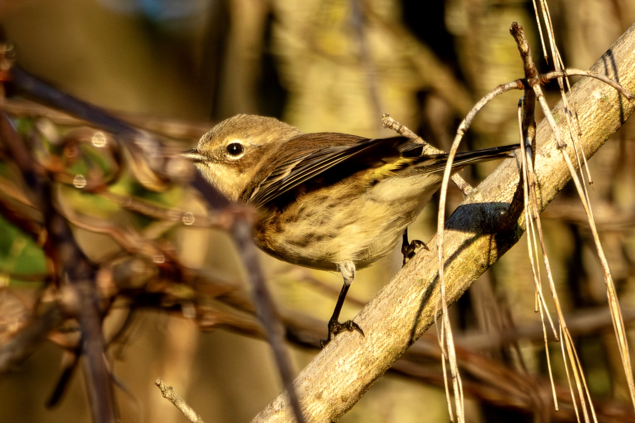 A yellow-rumped warbler perches, briefly, on a branch.