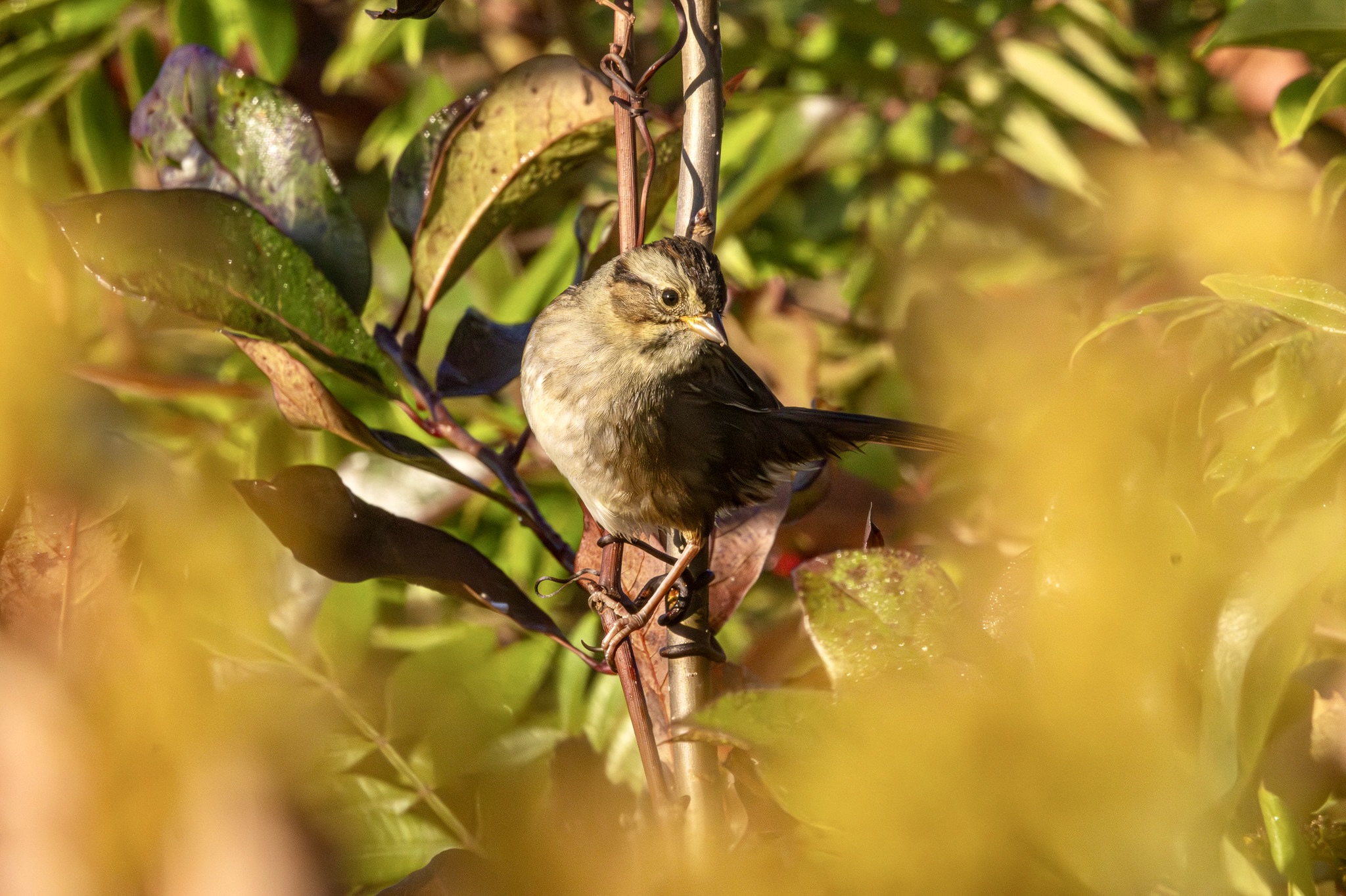 Swamp sparrow perched amid leaves.