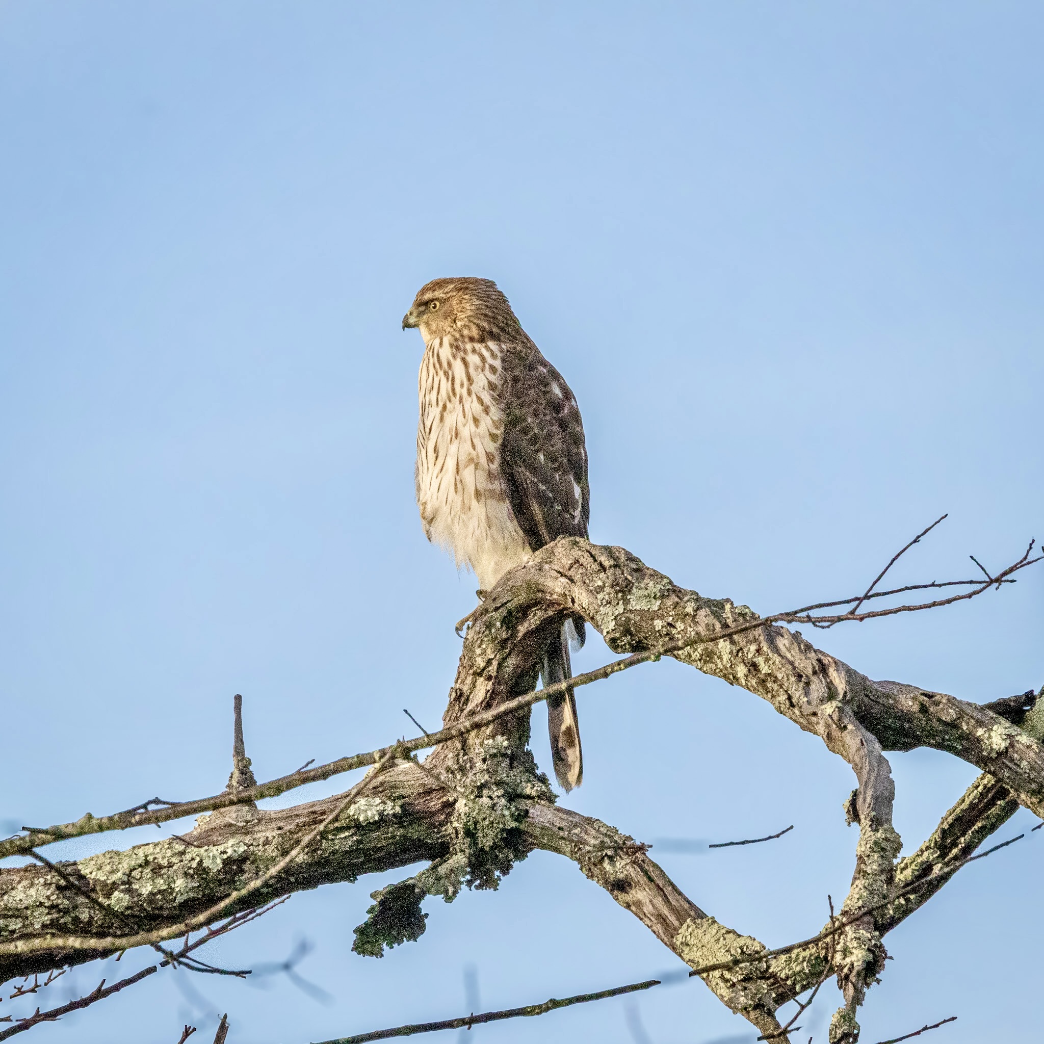 A Cooper's hawk faces the rising sun while sitting on a thick tree branch.