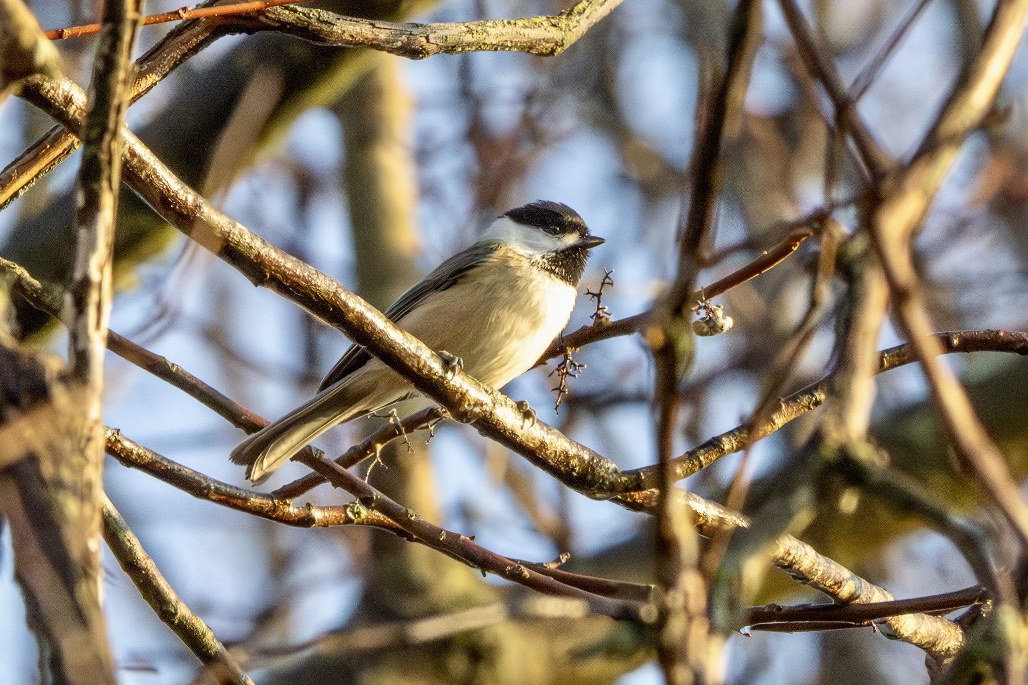 A black-capped chickadee perches on a tree branch.