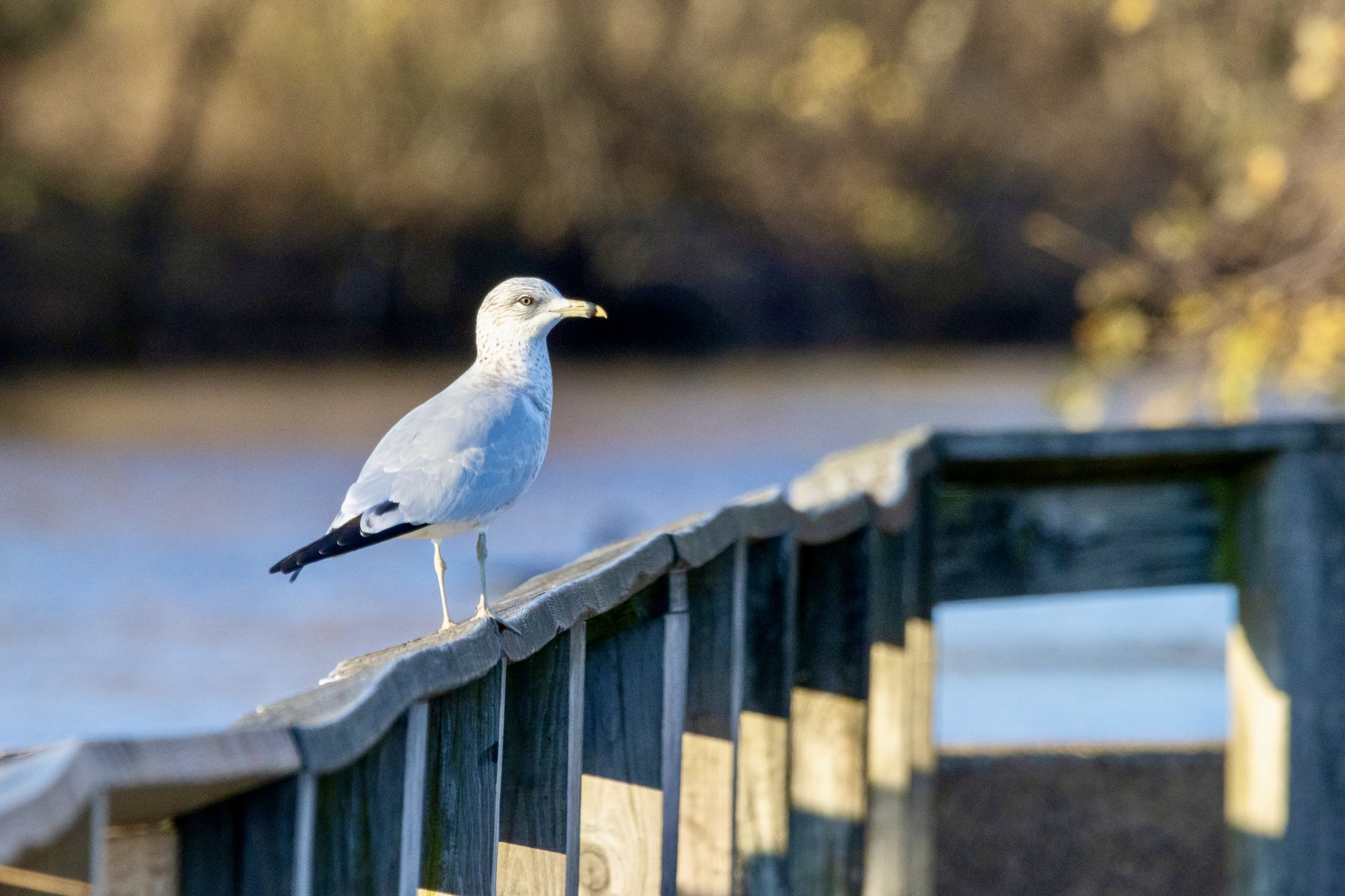 A ring-billed gull stands on a railing on a wooden footbridge.